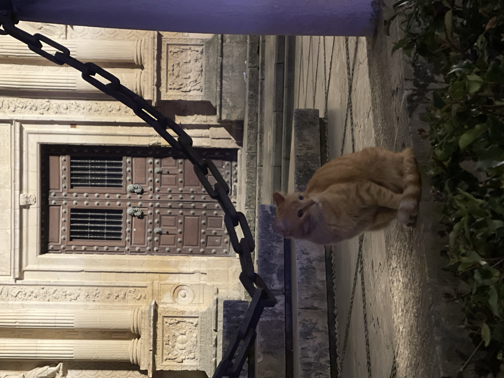 An outdoor scene shows an orange cat sitting on a stone ledge next to a green bush. A heavy, dark metal chain extends diagonally across the foreground from the upper left to the middle right of the image. Behind the chain and to the left is a stone building with ornate carvings, a dark, studded door with barred windows, and classical columns. The building's stonework continues to the right, where the cat is sitting. The perspective is tilted, giving the impression that the buildings and the cat are on a vertical surface. This appears to be in Jerez De La Frontera, Spain, based on architectural cues. The lighting is dim, suggesting it is nighttime.