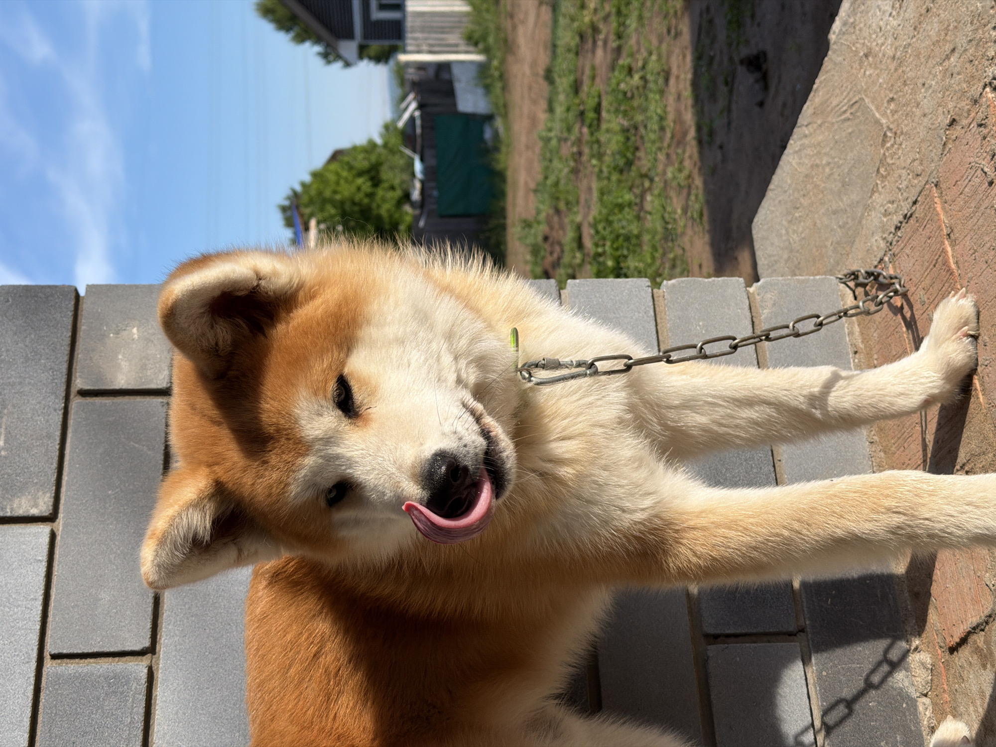 An Akita-type dog with a mix of light brown and cream fur is captured in a close-up, outdoors on a sunny day in Chaikovsky, Russia. The dog is looking directly at the camera with its head slightly tilted, its pink tongue extended to lick its black nose, conveying a playful or perhaps thirsty expression. A green collar is visible around its neck, attached to a metal chain that extends towards its right front paw.
The dog is positioned on a ground made of grey rectangular paving stones. To the right, the ground transitions to a rougher, reddish-brown surface, possibly brick or concrete, next to some dry earth. In the background, under a bright blue sky with sparse white clouds, elements of a rural or suburban landscape are visible, including a dark-roofed building, green trees and foliage, and a dark green structure. Strong sunlight illuminates the scene, casting shadows and highlighting the texture of the dog's fur and the ground surfaces. There is no visible text in the image.