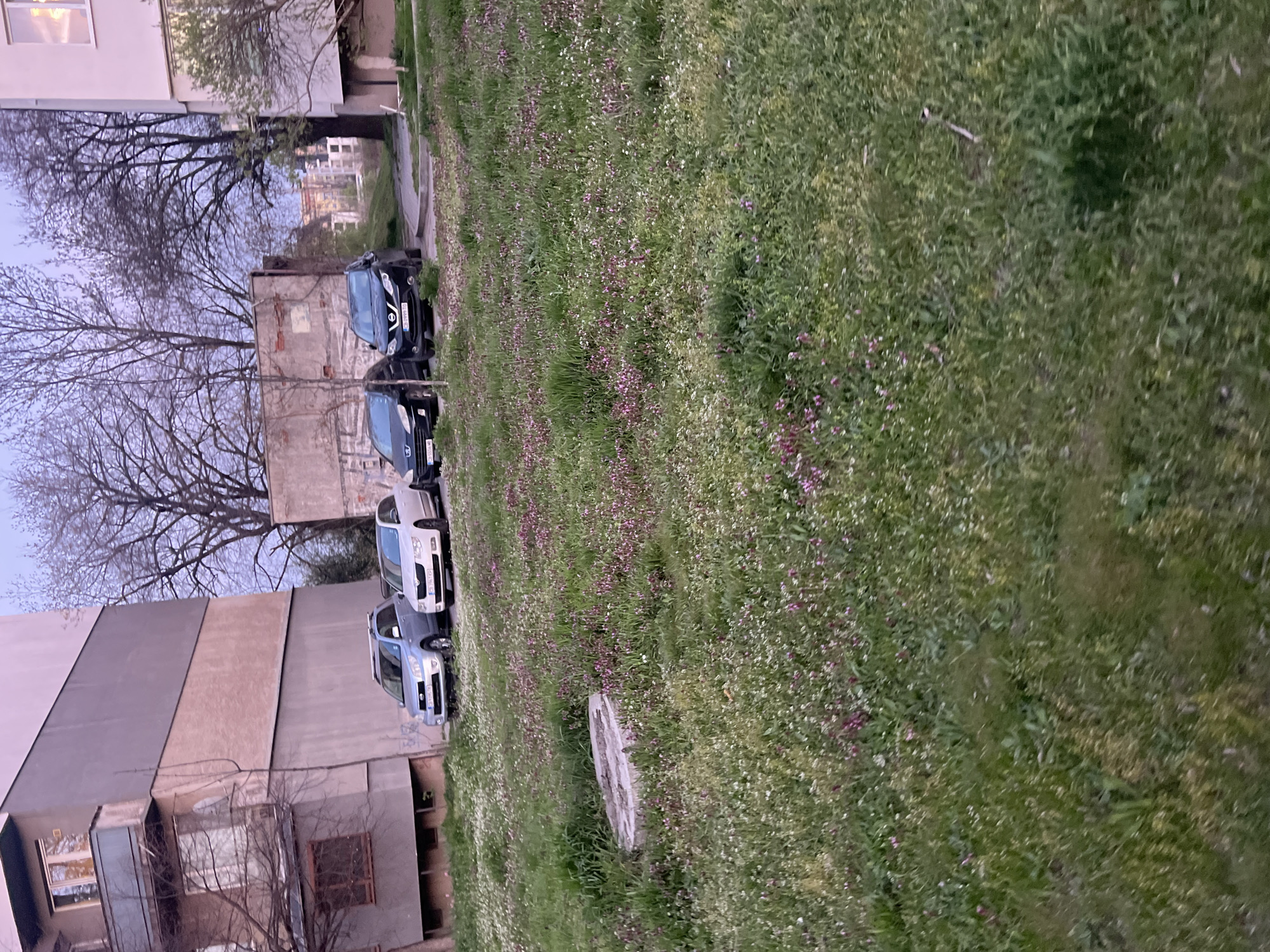 The image shows a grassy area next to an apartment building in Sofia, Bulgaria. Four cars are parked along the edge of the grass. The grass is interspersed with small white and purple flowers. A concrete object, possibly a manhole cover, sits in the grass. Trees with bare branches stand between the building and the cars.