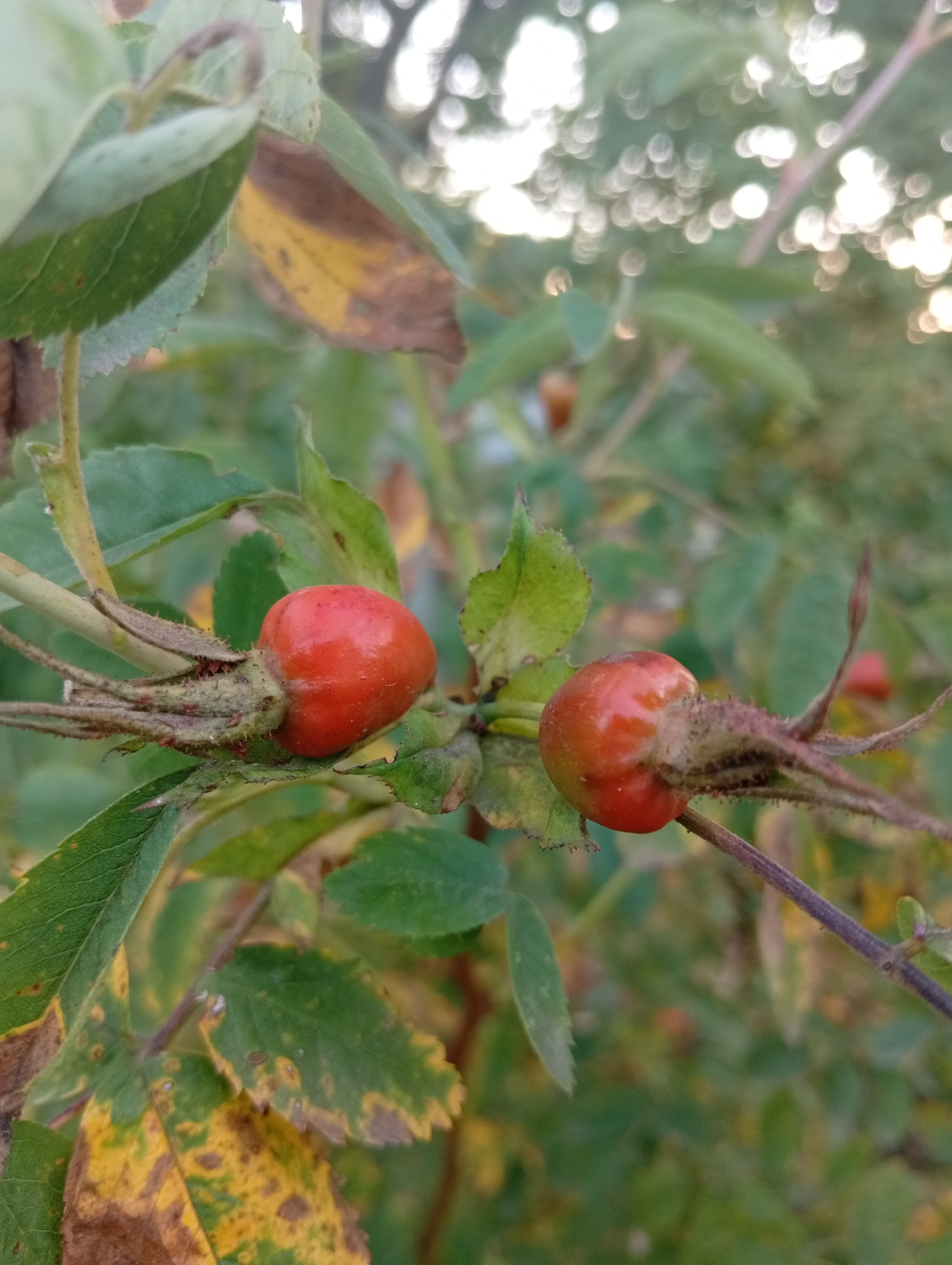 A close-up, eye-level shot showcases two bright red rose hips on a branch, surrounded by green and yellowing leaves. The rose hips, one larger and to the left, the other smaller and to the right, are plump and have a smooth, glossy texture. They are attached to the branch by their sepals, which are spiky and brown. The leaves are a mix of vibrant green and patches of yellow and brown, suggesting the change of seasons. The background is softly blurred, with bokeh lights from what appears to be sunlight filtering through foliage, creating a dreamy effect. The overall scene depicts a natural, outdoor environment, possibly a garden or park in an urban setting, given the bokeh lights that could indicate city lights or a distant urban landscape.
