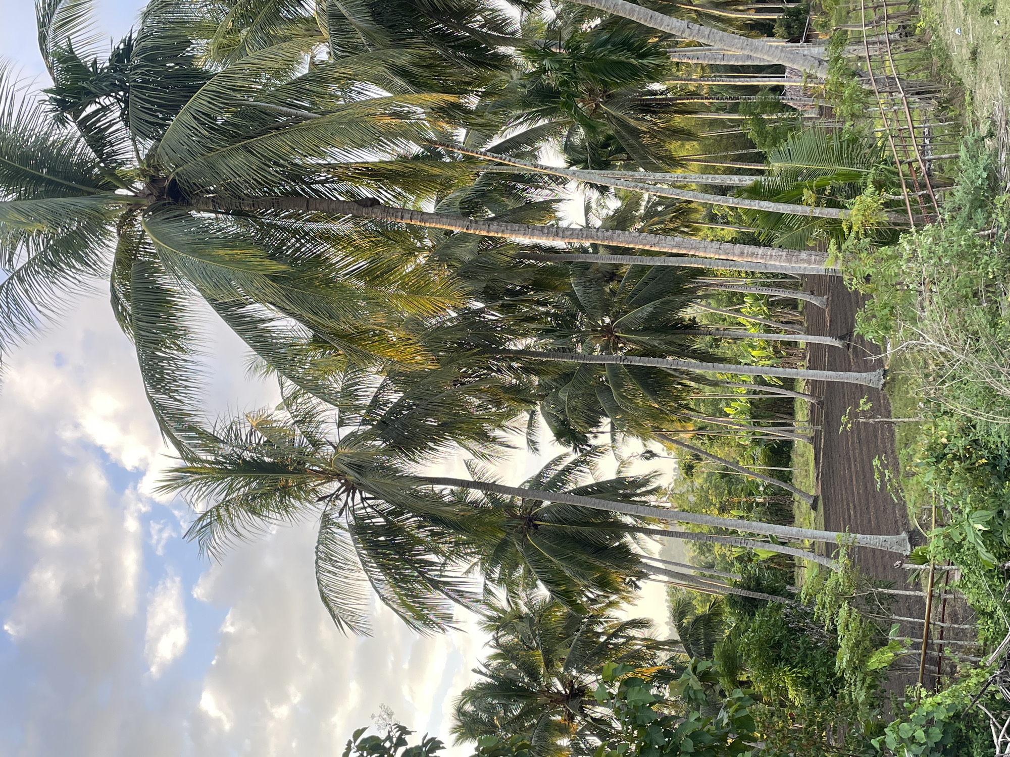 The image depicts a rural landscape characterized by a dense cluster of mature coconut palm trees. The palms, varying in height and thickness, dominate the scene, with their fronds creating a textured canopy. Beneath the palms, a cultivated field is visible, appearing recently tilled with dark soil. A rudimentary wooden fence runs along the lower portion of the frame, separating the field from the foreground, which is covered in green vegetation and smaller trees. The sky above is partially cloudy, with soft daylight illuminating the scene, suggesting either early morning or late afternoon. The overall impression is one of a tropical agricultural setting, likely in a coastal or low-lying region. The location is identified as Meuke Beurabo, Indonesia. There are no people or animals present in the image.
