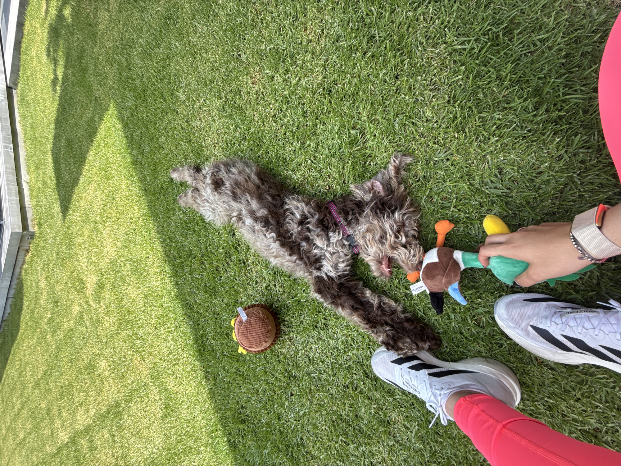 A medium-sized, brown, curly-haired dog lies on green grass, surrounded by a hamburger dog toy, a duck dog toy held by a person's hand, and a person wearing white Adidas running shoes and bright pink leggings. The location is San Bernardino Tlaxcalancingo, Mexico, as determined by geolocation data.