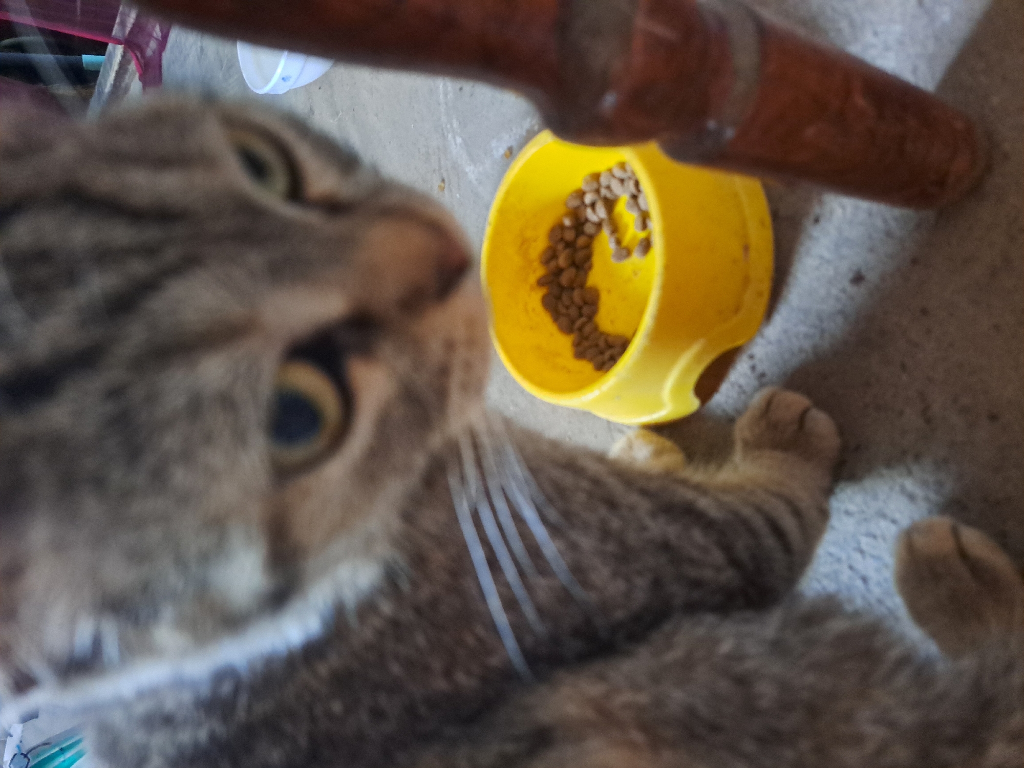 A cat is positioned to the left of the frame, with its body facing towards the right and its head turned to look towards the viewer. The cat has tabby markings on its fur. In front of the cat and slightly to the right is a yellow pet food bowl filled with kibble. To the right of the bowl and slightly behind it, a portion of a dark brown wooden object, likely furniture, is visible. The background consists of a concrete floor. There are no people visible in the image. The scene appears to be indoors, potentially in Vypasne, Ukraine, given the prompt's context.