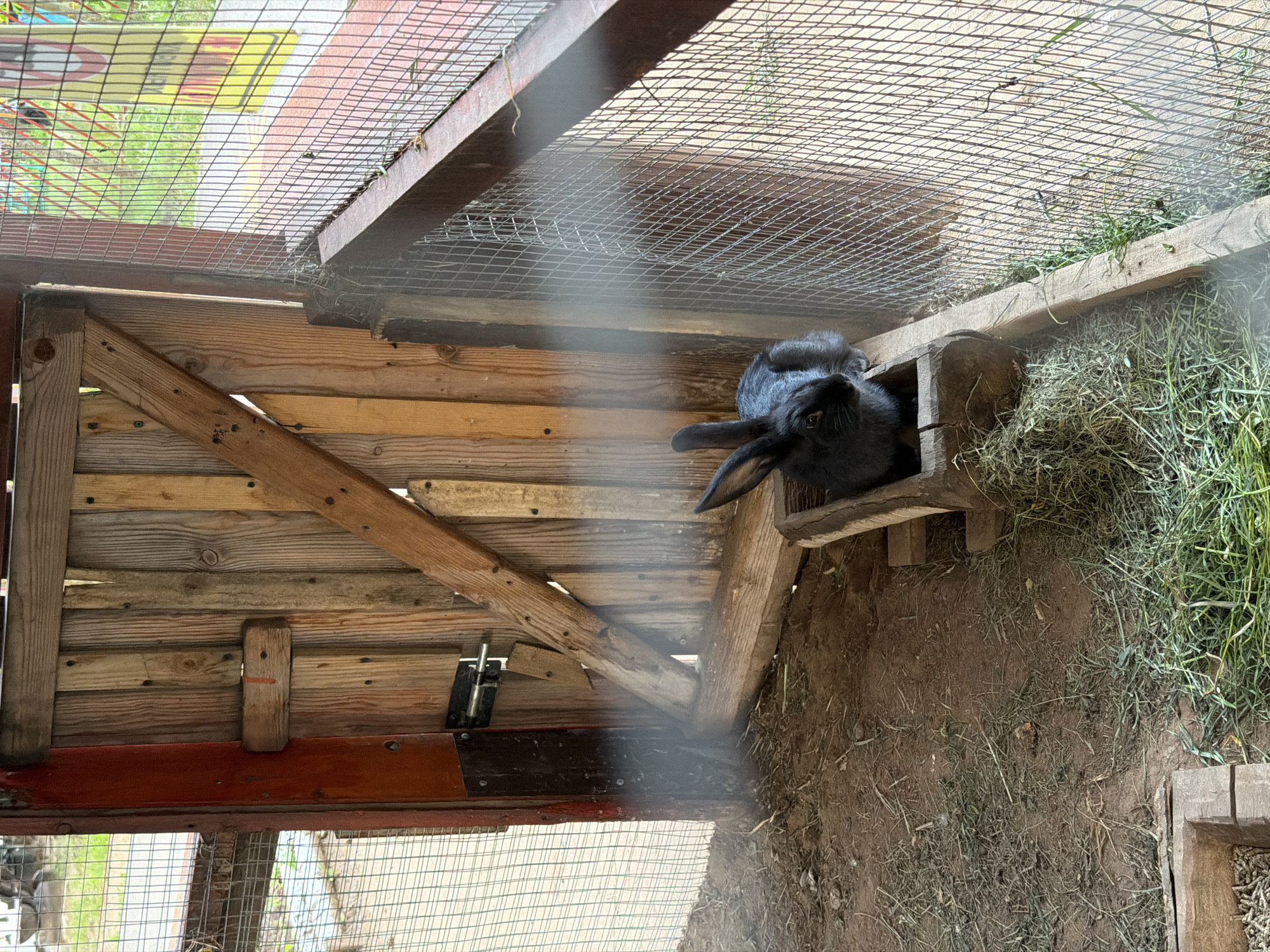 An indoor animal enclosure, likely a rabbit hutch, is depicted. The hutch is constructed from wood and wire mesh, with a wooden door that is partially open. Inside, a black rabbit is seated in a wooden feeder filled with hay. The floor of the enclosure is covered with dirt and scattered hay. The background outside the enclosure shows a blurred view of what appears to be a public area with colorful signage and grass. There is no indication that this scene is located in Chaikovsky, Russia.