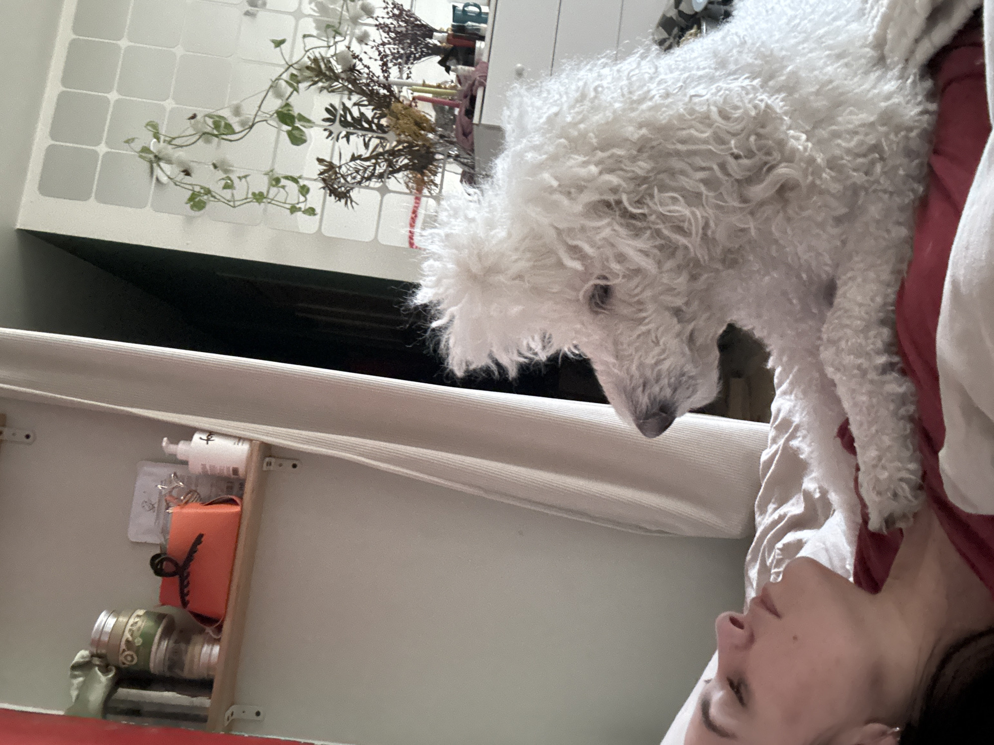 The image shows a white, curly-haired dog lying on a person in what appears to be an indoor setting. The person is lying down, partially visible in the lower right corner, with their face turned upwards. A shelf with various items is visible on the left side. Behind the dog is a white cabinet or wall with a decorative plant on top. The location is not discernible from the image.