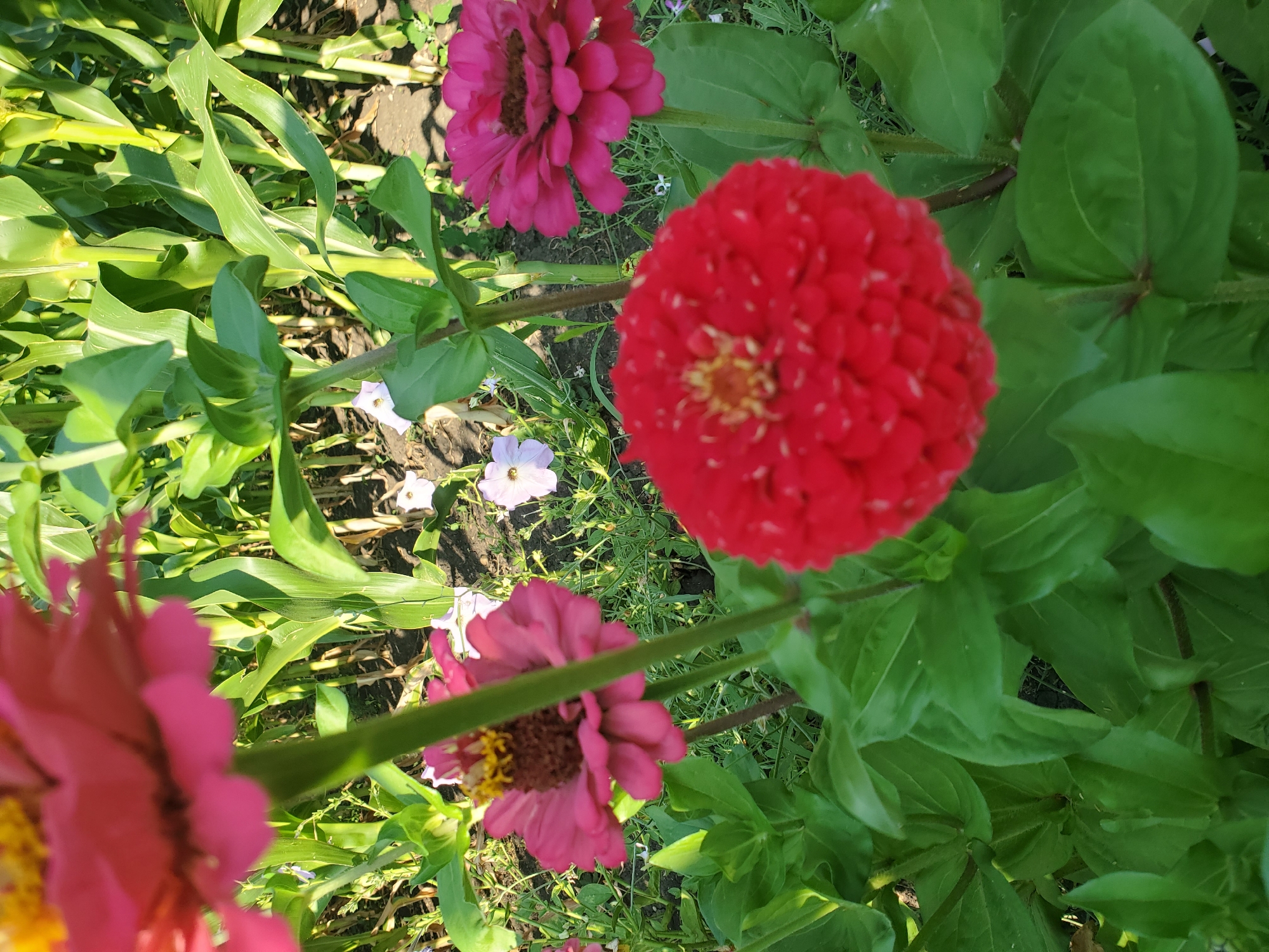 This image depicts a close-up view of several zinnia flowers in varying stages of bloom, set against a backdrop of tall, green corn stalks and other smaller plants. In the foreground, a large, bright red zinnia is sharply in focus, its densely packed petals forming a vibrant sphere. To the left and slightly behind it, a pink zinnia is visible, its petals radiating outwards from a darker, textured center. Another, larger pink zinnia is partially visible in the upper left quadrant of the image, out of focus and slightly blurred. In the middle ground, several smaller, pale purple and white flowers, possibly petunias or similar, are scattered amongst the greenery. The corn stalks are lush and green, with visible stalks and leaves, suggesting a garden or agricultural setting. The ground appears to be soil, with some sparse vegetation. The lighting suggests it is daytime, possibly morning or late afternoon, with sunlight filtering through the plants. This scene is located in the city of Konstantinovka, Moldova. There are no people or animals visible in the image.