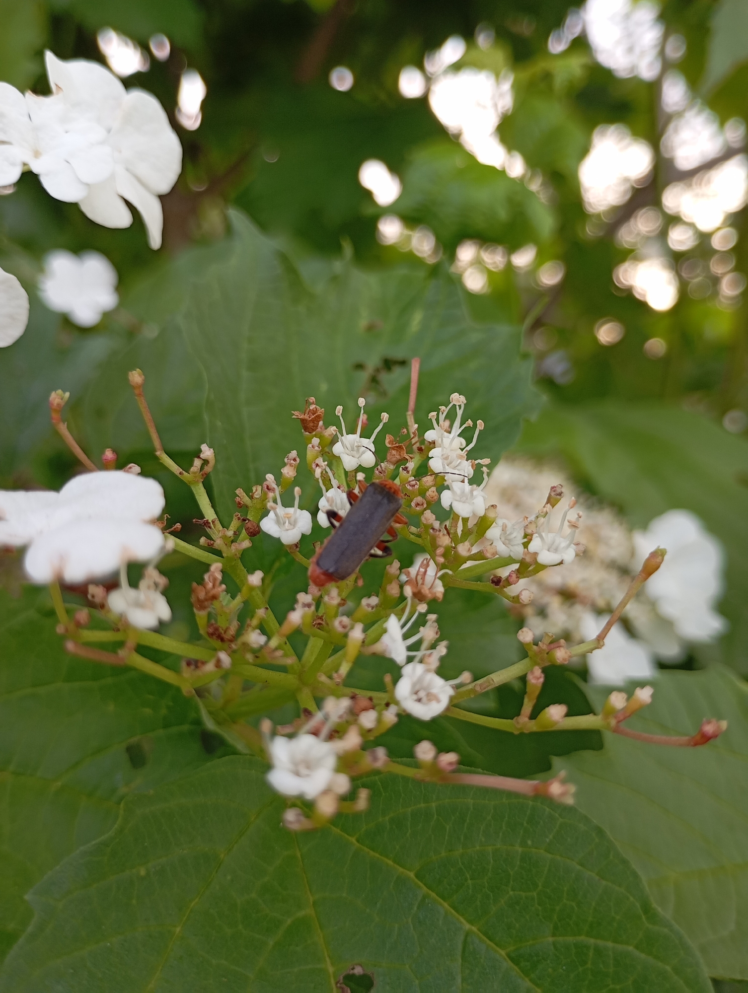A close-up shot depicts a cluster of small white flowers with green stems and leaves. A dark-colored beetle with red accents is positioned on the flower cluster. The background is a blur of green foliage and bokeh. The location, Фоки, Russia, is not visually discernible in the image.