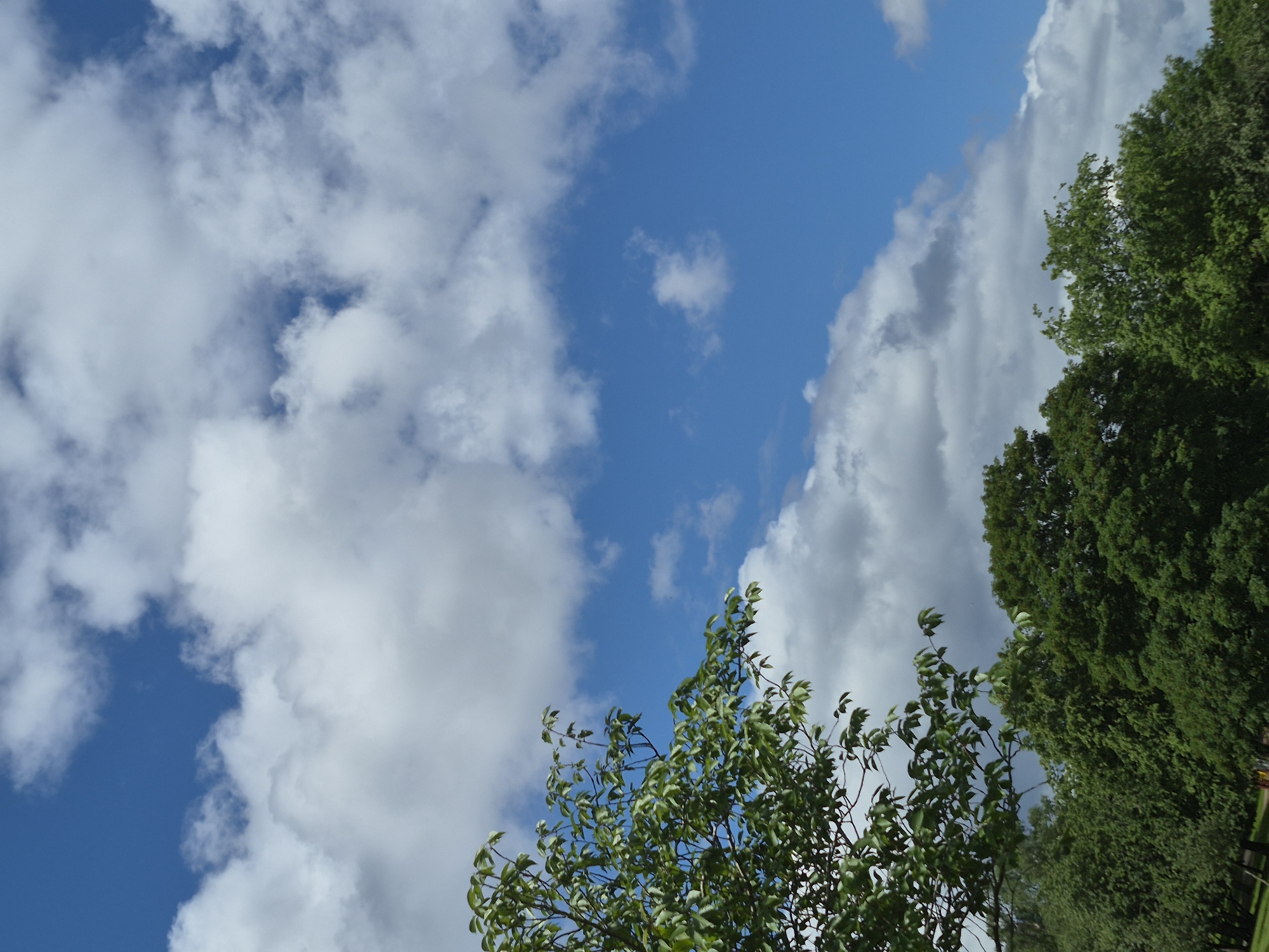 An image captures a dynamic sky over a parkland. Fluffy white clouds drift across a vibrant blue sky, with some clouds appearing more grey and shadowed, suggesting varying atmospheric conditions. In the foreground, the lush green foliage of trees dominates the lower portion of the frame. The leaves of a tree on the left are brightly lit, with its branches extending upwards and to the right. In the background, a dense canopy of trees forms a dark green line across the bottom of the image. The overall scene conveys a natural outdoor environment, likely a park within Sandwell, United Kingdom, on a day with a mix of sun and cloud. There are no people or discernible actions depicted.