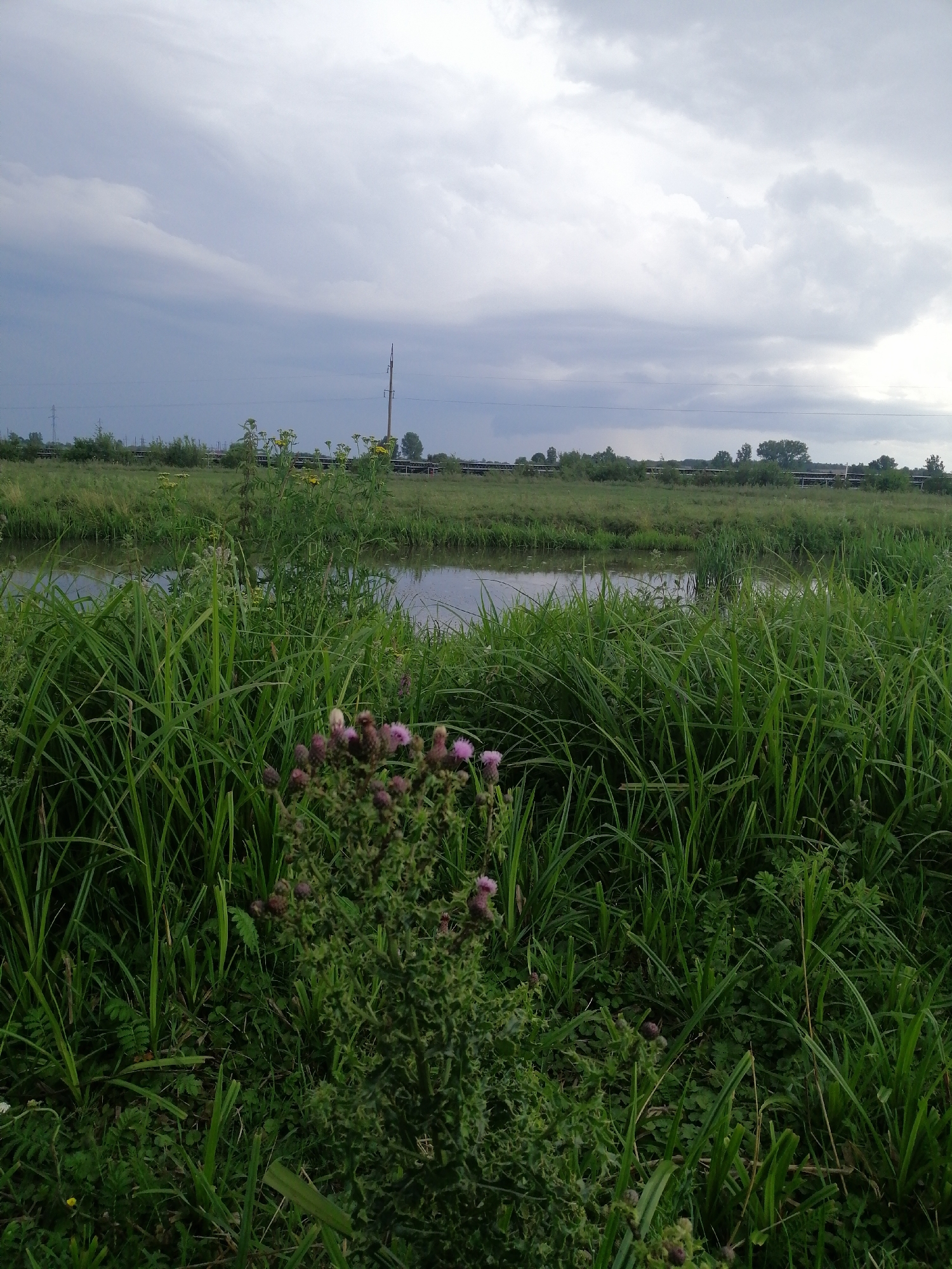 The image depicts a tranquil natural scene with a body of water, likely a canal or a slow-moving river, bordered by lush green vegetation. Tall grasses and reeds dominate the foreground, creating a dense, wild feel. In the middle ground, a thistle-like plant with pinkish-purple flowers stands prominently, adding a touch of color to the verdant landscape. Beyond the water, a flat, grassy field stretches towards a distant treeline. A single utility pole with wires is visible against the overcast sky. The sky itself is filled with heavy, grey clouds, suggesting an approaching storm or recent rainfall. The overall impression is one of a rural or semi-rural environment, possibly on the outskirts of Krasnoluka, Ukraine, characterized by its natural waterways and abundant plant life. There are no people or animals visible in the image.