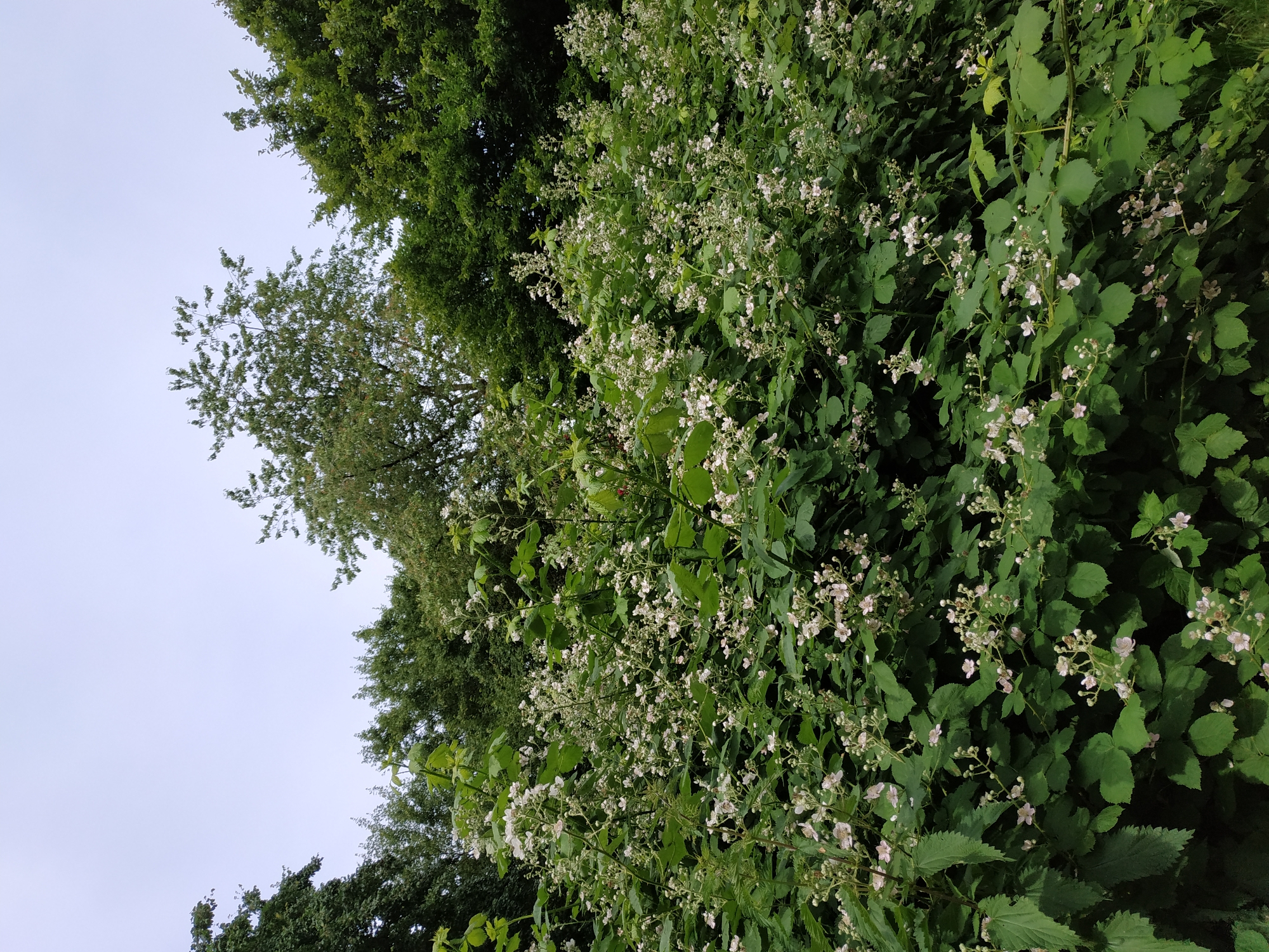 The image presents a dense natural scene dominated by flowering bramble bushes under an overcast sky. The sky, occupying the upper quarter of the frame, is a uniform, pale light grey-blue, indicating diffused light with no direct sun.
In the foreground and midground, a thick growth of bramble (likely *Rubus* species, such as blackberry) is visible. These bushes are profusely covered with numerous small, five-petaled flowers, predominantly white with subtle pale pink centers, and some still in bud stage. The flowers are arranged in clusters along green stems. The foliage is dark to medium green, with broad, somewhat lobed or serrated leaves. The overall impression is one of lush, verdant growth.
Behind the flowering bushes, a dense canopy of mature deciduous trees forms a rich green backdrop, with varying shades of green indicating different species and depths. No human figures, structures, or artificial objects are present in the scene. The natural flora depicted, including the specific characteristics of the bramble and deciduous trees, is consistent with vegetation found in natural and semi-natural green spaces within the city of Dortmund, Germany.