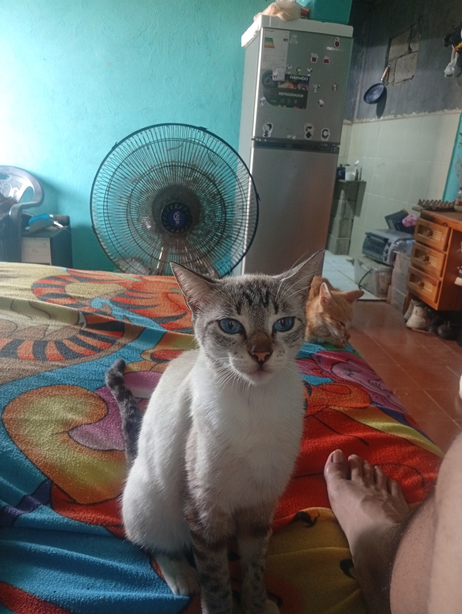 The image depicts an interior domestic scene in Altagracia, Venezuela. In the foreground, a white and tabby cat with striking blue eyes sits upright on a colorful patterned blanket, directly facing the camera. Its tail, striped with darker markings, is visible to its left. To the immediate right of the cat, a bare human right foot and part of a lower leg rest on the same blanket. Behind the prominent cat, a second orange tabby cat lies down, appearing to rest, with its eyes closed.
The blanket upon which the subjects rest features a blue base with vibrant, multi-colored abstract patterns in hues of orange, yellow, and red.
The background reveals a room with walls painted in differing sections: a light blue-green on the left transitioning to a grey upper wall with white tiling below on the right. A large, black, stand-up electric fan, bearing a "WINS" logo, is positioned centrally against the blue-green wall. To its left, a smaller, lighter-colored fan or air cooler is also visible. Further right, a silver Daewoo two-door refrigerator, covered in various stickers and labeled "REFRIGERADOR," stands against the wall. A black frying pan hangs on the wall above a tiled section to the right of the refrigerator. In the far right background, a light brown wooden chest of three drawers holds an egg carton on its surface. Miscellaneous household items and footwear are visible on the reddish-brown tiled floor below the drawers and in the deeper background. The scene suggests a lived-in residential environment.