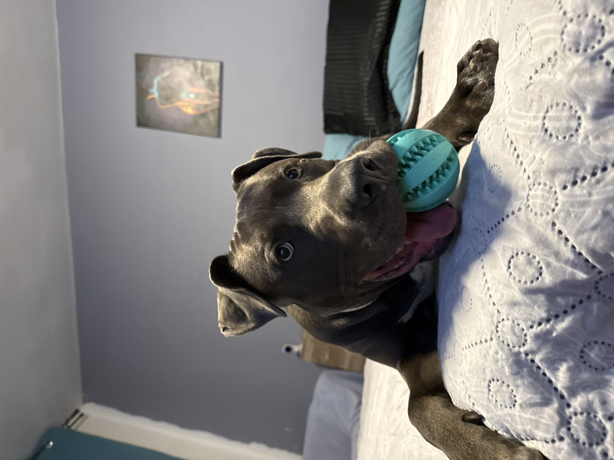 A dark-colored dog, likely a pit bull mix, is lying on a white patterned bedspread indoors. The dog has its mouth open, with its tongue visible, and is holding a textured, teal-colored ball. The background features a grey wall with a framed abstract artwork and a glimpse of a teal-colored wall to the left. A wooden headboard and a blue pillow are also visible. The scene appears to be in a bedroom. No specific location in Varna, Bulgaria is identifiable.