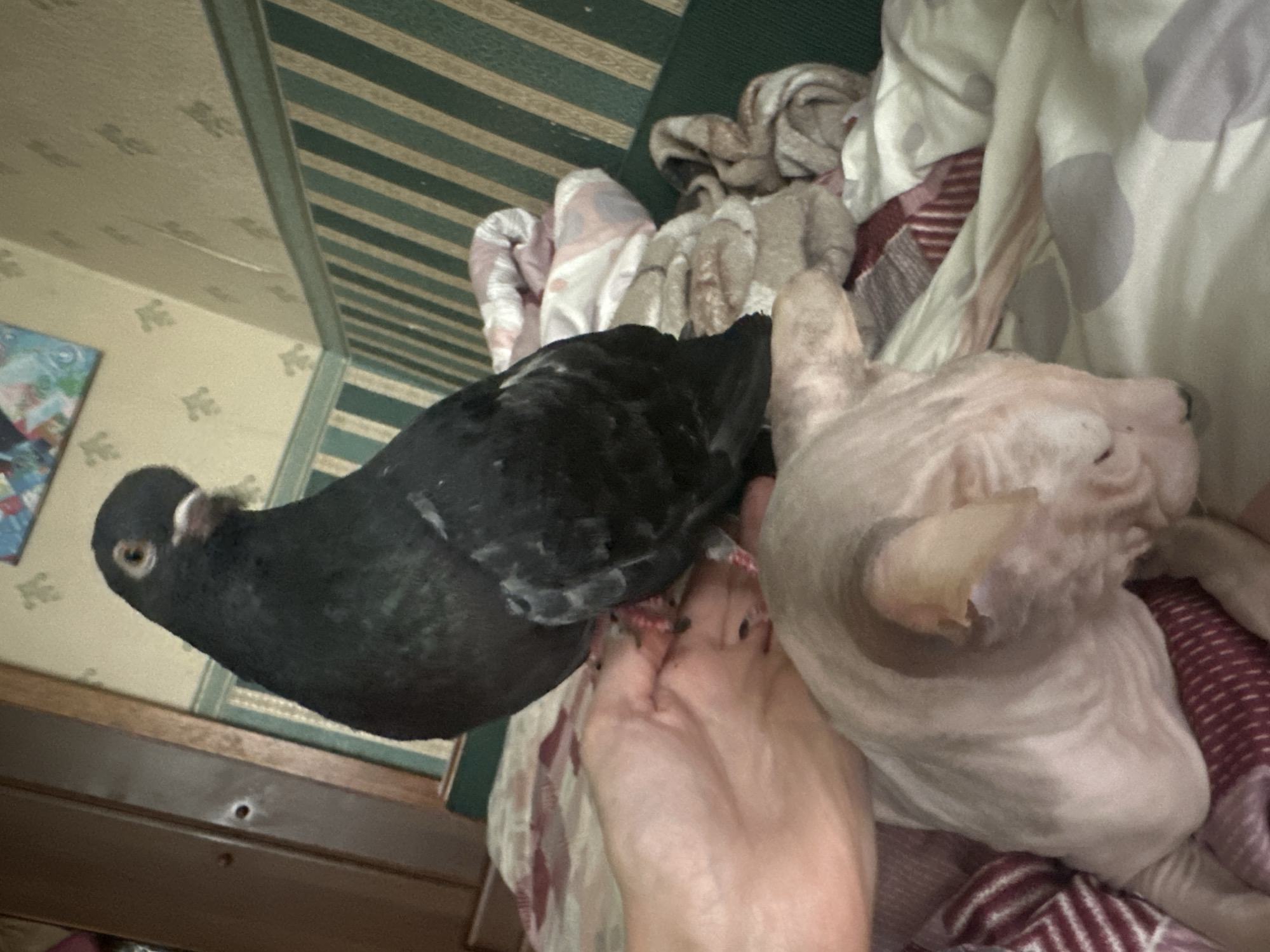 A black pigeon is perched on the back of a light-skinned cat that is lying on a bed. The cat's head is resting on a patterned comforter, and its skin appears wrinkled. The pigeon is looking towards the camera with its beak slightly open. A human hand is visible in the lower left corner of the image, near the pigeon's feet. The background consists of a wall with striped wallpaper and a wooden closet door. The scene appears to be indoors, likely in a residential setting. The image does not provide any information to determine a specific location in Togliatti, Russia.