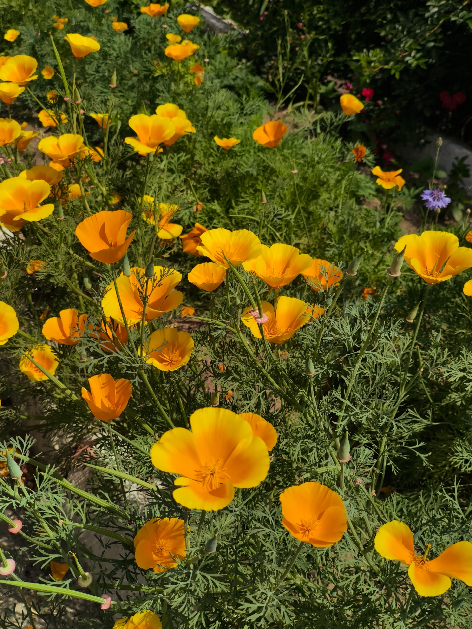 This image depicts a close-up view of a patch of California poppy flowers, also known as Eschscholzia californica. The flowers are predominantly bright orange and yellow, with delicate, cup-shaped petals. They are interspersed with feathery, green foliage. Some flower buds are also visible, appearing as long, slender green pods. The lighting suggests it is daytime, with sunlight casting shadows and highlighting the vibrant colors of the flowers. The background shows more of the lush green foliage of the poppies and hints of other plants, including a single purple cornflower and some dark red flowers, possibly roses, further in the background. The overall impression is that of a well-maintained garden bed or a naturalized area where these flowers are thriving. There are no people or animals visible in the image. The scene appears to be an outdoor setting.