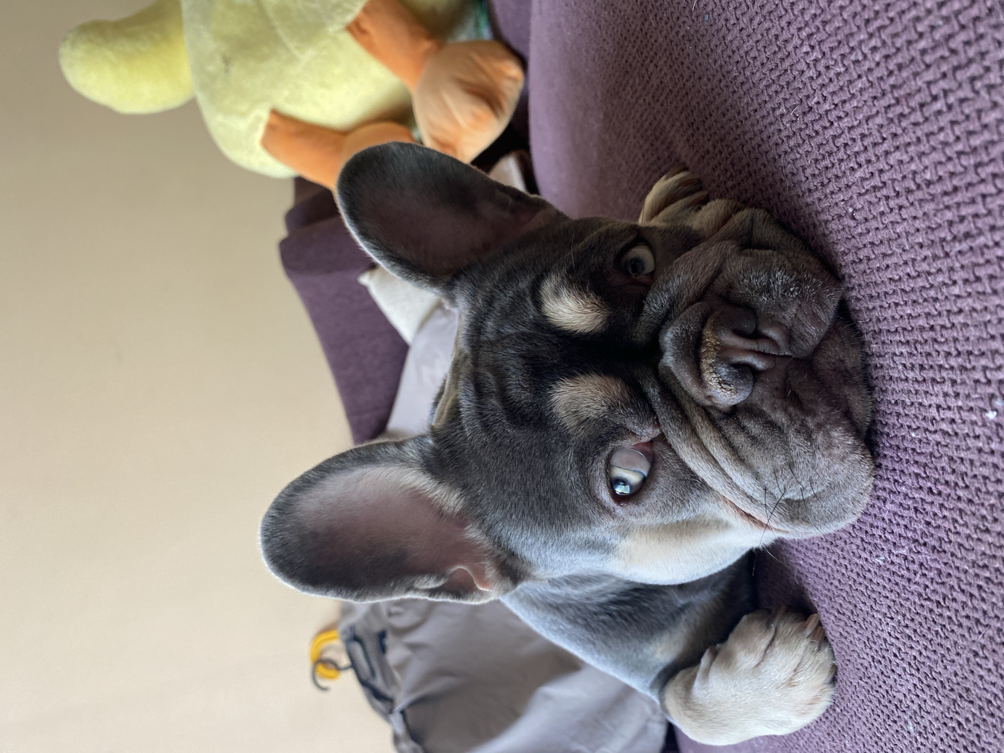 A French bulldog puppy with blue eyes and a grey and tan coat lies on a purple, textured surface, likely a sofa. Its head is resting on its paws, and its face is partially obscured by its own paw. The puppy's ears are perked up. In the background, a yellow stuffed duck toy with orange feet is visible, along with a dark colored garment on a hanger. The background wall is a light beige color.