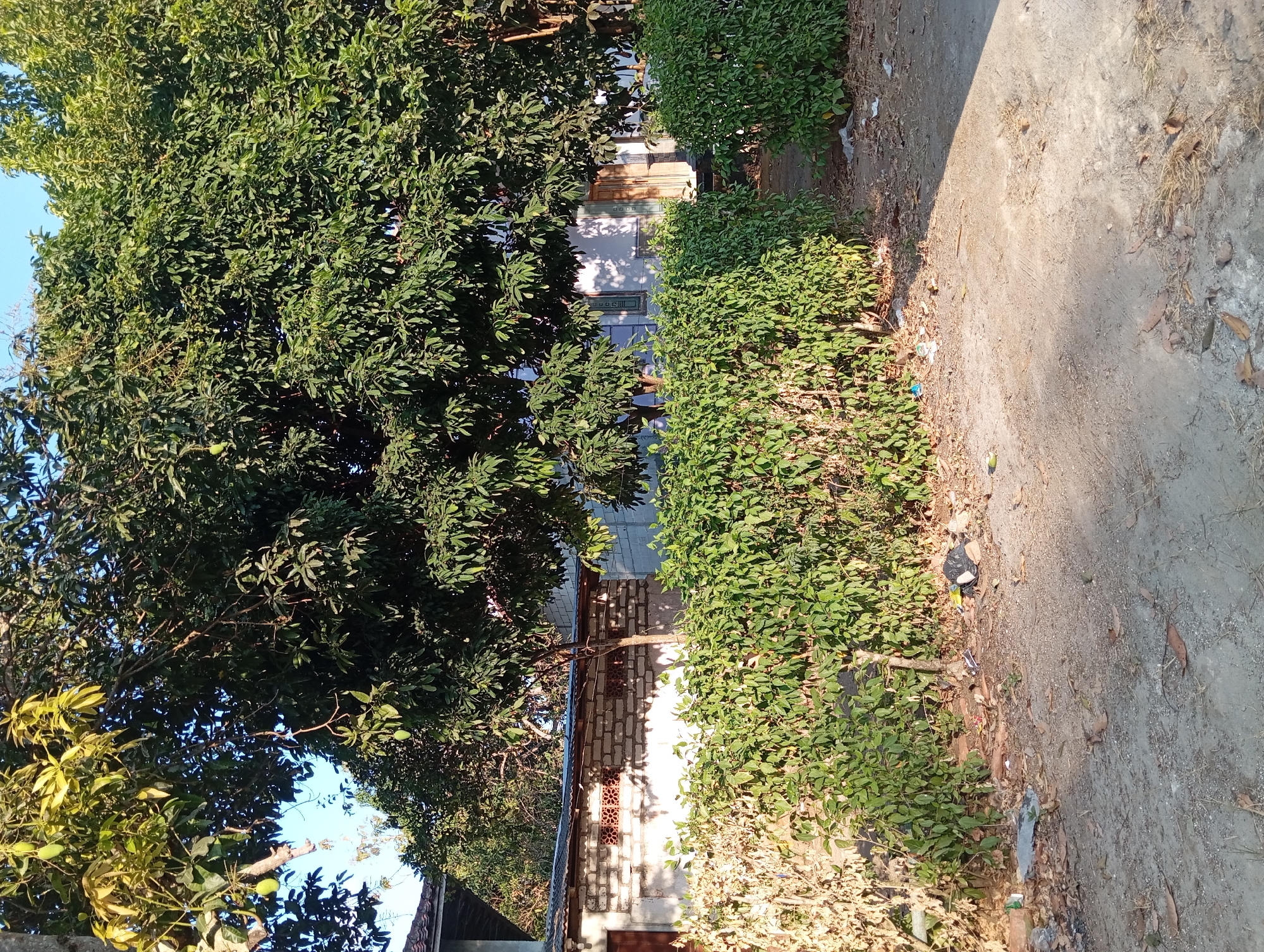The image depicts an outdoor scene, likely in a residential area, with a focus on vegetation and some structures. In the foreground, a patch of dry ground is visible, scattered with fallen leaves and debris. Behind this, a dense, well-maintained green hedge runs horizontally across the frame, acting as a boundary. Beyond the hedge, a brick wall is partially visible, topped with a corrugated metal roof. A large, leafy tree with visible green mangoes dominates the upper portion of the image, its branches extending across the sky. The background reveals more of the foliage and parts of structures that appear to be houses or sheds. The lighting suggests it is daytime, with sunlight casting shadows. The overall impression is of a slightly overgrown, yet functional, outdoor space in a tropical or subtropical climate. The image does not contain any identifiable people or specific actions, but rather provides a snapshot of the environment.