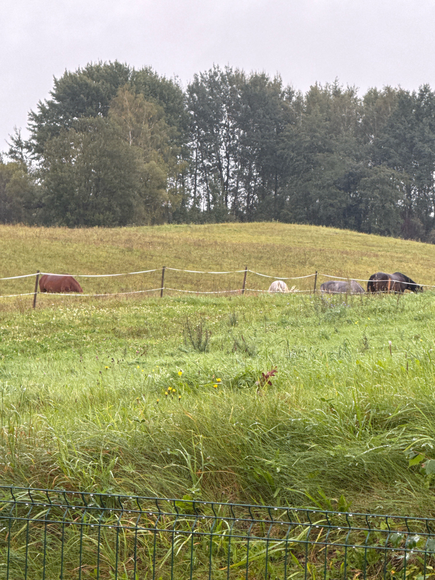 The image depicts a rural landscape with a herd of horses grazing in a field. The field is covered in lush green grass and dotted with small yellow wildflowers. A white electric fence separates the grazing area from the foreground, where a dark green wire fence is visible. In the background, a dense line of trees forms a natural backdrop against a pale, overcast sky. The overall impression is one of a tranquil, natural setting, possibly on a farm or in a rural area. The location is specified as Galinė, Lithuania. There are four horses visible. One is a reddish-brown horse on the left side of the fence. Further to the right, behind the fence, are three more horses: a white one, a grey one, and a dark-colored one. The dark-colored horse appears to be a bay or black horse. The horses are all in the process of grazing. The environment is clearly outdoors, with no man-made structures other than the fences and possibly the implied existence of a farm or stable nearby. The weather appears to be overcast, contributing to the muted light.