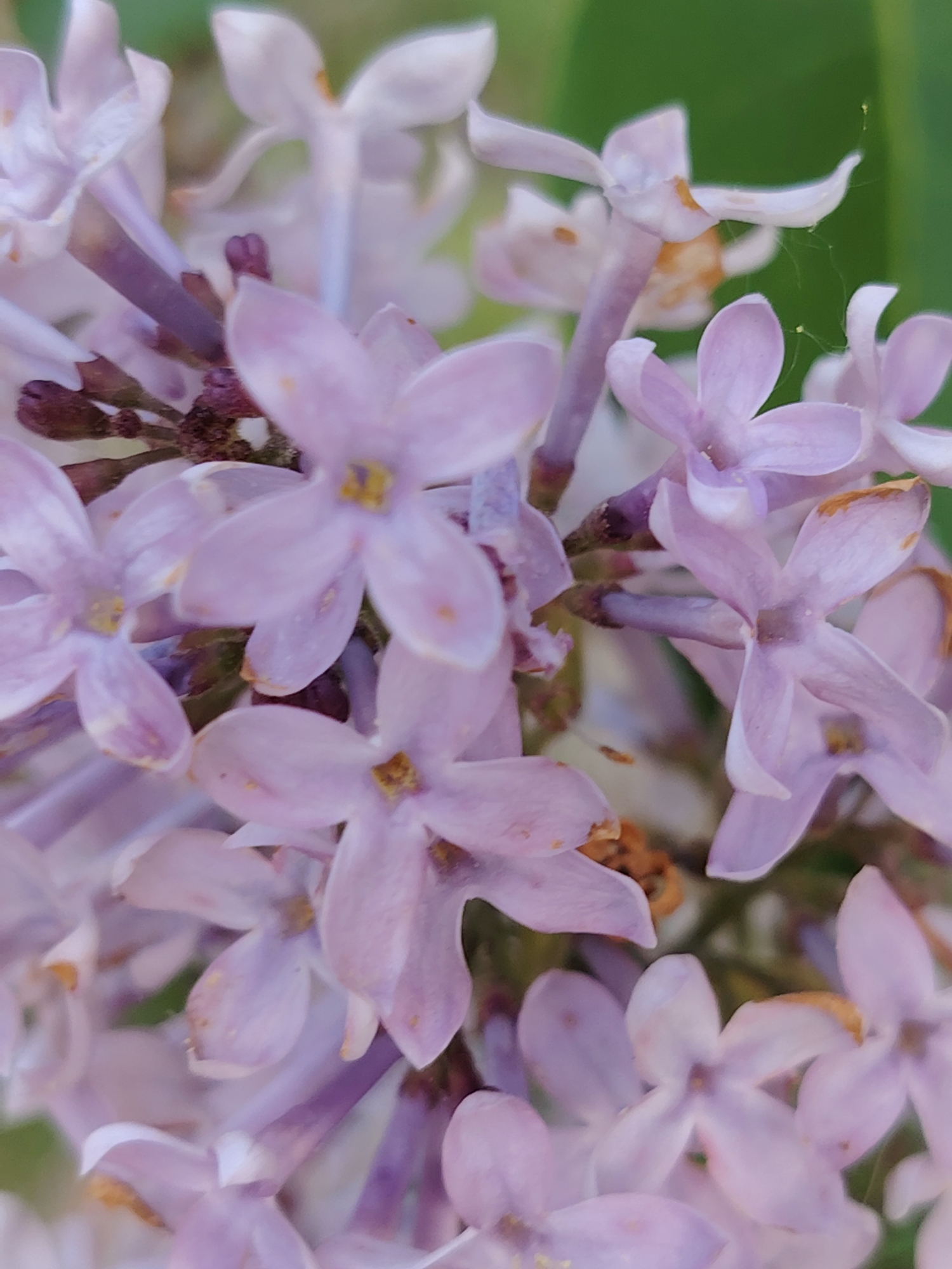 The image presents a close-up, macro view of light purple lilac flowers in bloom. Numerous individual florets, each with four distinct petals, are clustered together on their stems, filling the majority of the frame. The petals display a delicate range of pale lavender to light purple hues, with some small yellow or light brown specks visible on their surfaces. The stems supporting the flowers are a darker purple or brown.
In the background, out-of-focus green foliage provides a soft, blurred backdrop, indicating a natural outdoor setting during daytime. The shallow depth of field keeps several of the lilac blossoms in sharp focus, while others in the foreground and background are softly blurred, creating a sense of depth and highlighting the intricate details of the central flowers.
A notable detail, visible particularly on the upper right side of the image, is a delicate strand of spider silk or a fine spiderweb, adorned with tiny, possibly yellow, particles stretched between two flowers. There are no people or animals visible, and no discernible text. The scene captures the tranquility and detailed beauty of the flowering lilac, typical of spring or early summer in a location like Бараўлянскі сельскі Савет, Belarus.