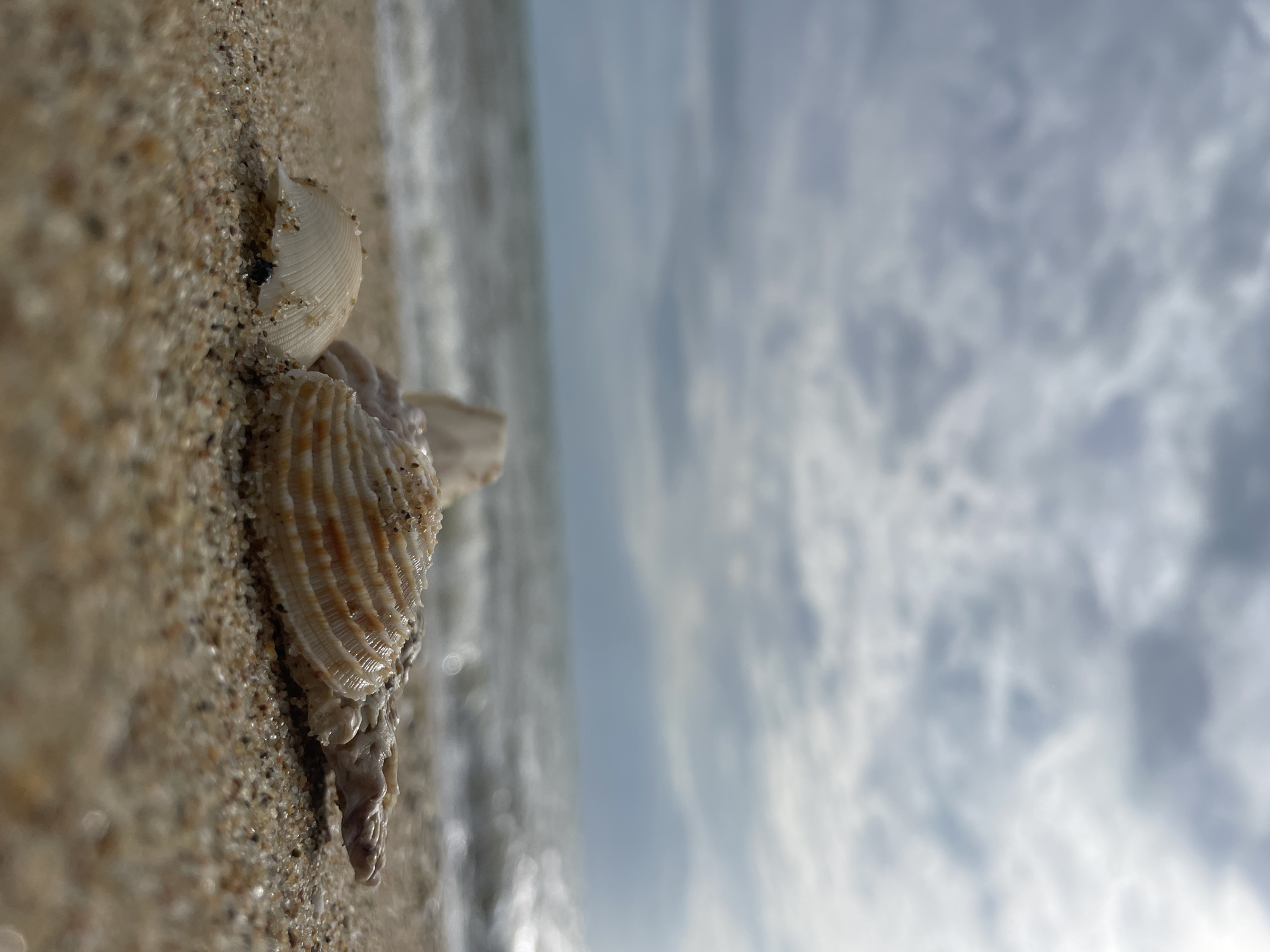 The image shows a close-up of seashells on a sandy beach with the ocean and cloudy sky in the background. The foreground is dominated by the sand and several shells, with one large, ridged shell prominently displayed. The ocean appears wavy, with sunlight reflecting off the water. The sky is filled with scattered, grey clouds. The scene is set on a beach in Pattaya City, Thailand.