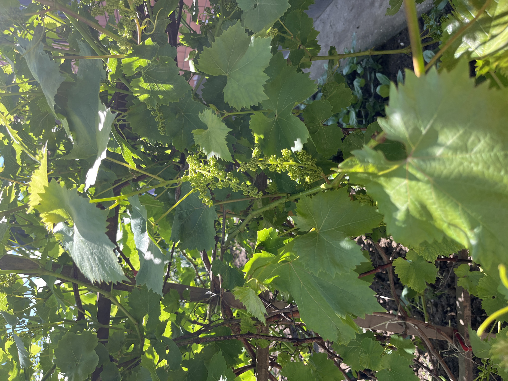 The image shows a grape vine in Kaspiysk, Russia. The vine is full of green leaves and clusters of small, green grapes are visible. The plant is supported by a wooden structure. The environment includes soil and other vegetation visible beneath the vine. A concrete surface is partially seen in the background.