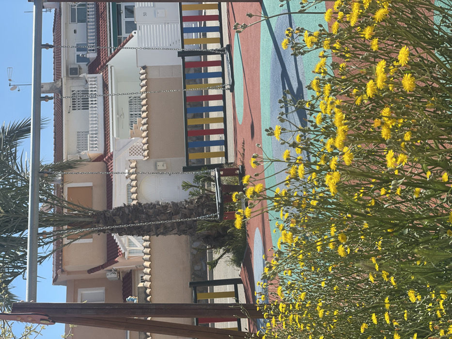 The image depicts an outdoor children's playground in Urbanización Ciudad Quesada, Spain, under a clear blue sky. In the foreground, a dense cluster of yellow-flowered plants dominates the lower third of the frame. Beyond the plants, a playground area features a rubberized safety surface with circular and abstract shapes in red, light blue, and dark blue. A swing set is visible, comprising wooden support beams on the left and a horizontal metal bar from which two swings with dark seats are suspended by metal chains. A tall, slender palm tree stands directly behind the left-most swing. In the midground, a colorful fence with vertical segments of red, yellow, blue, and black separates the playground from a row of residential buildings. These two-story structures in the background feature light-colored facades, terracotta-tiled roofs, white balconies with balustrades, and some windows secured with grilles. Air conditioning units are visible on exterior walls, and a white gate marked "50" is situated on the far right. No individuals are present in the scene.