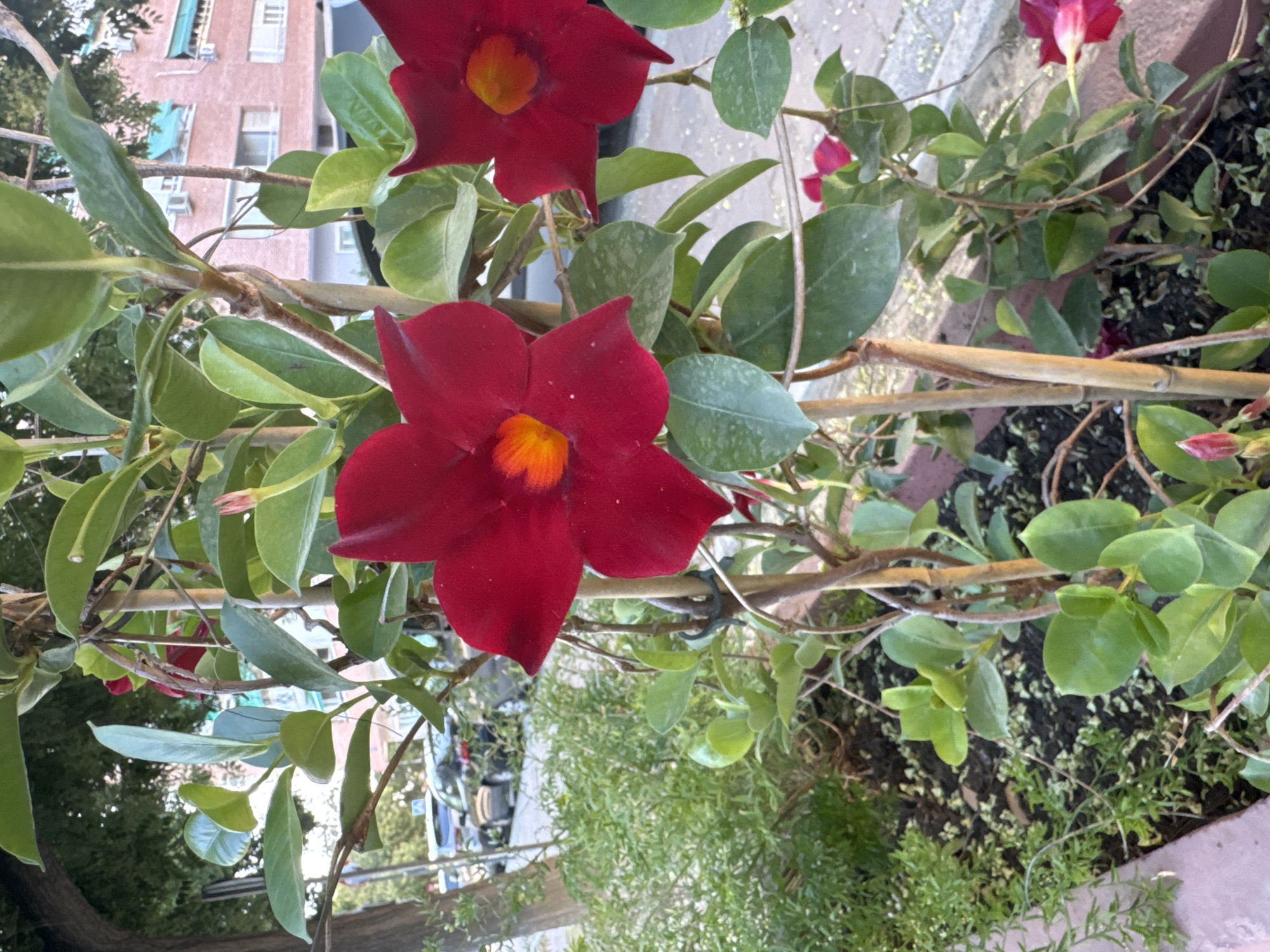 The image shows a close-up of a potted plant with bright red flowers and green leaves, likely a Dipladenia, in an urban outdoor setting. The plant is supported by thin bamboo stakes and has several blooms, some fully open and others in bud. In the background, a street is visible with parked cars and a building with red brick facade and balconies. The overall impression is one of an urban garden or planter box along a sidewalk. The scene is captured in natural light, suggesting it was taken during the daytime. The image does not provide any specific visual cues to pinpoint the location to the city of Murcia, Spain.