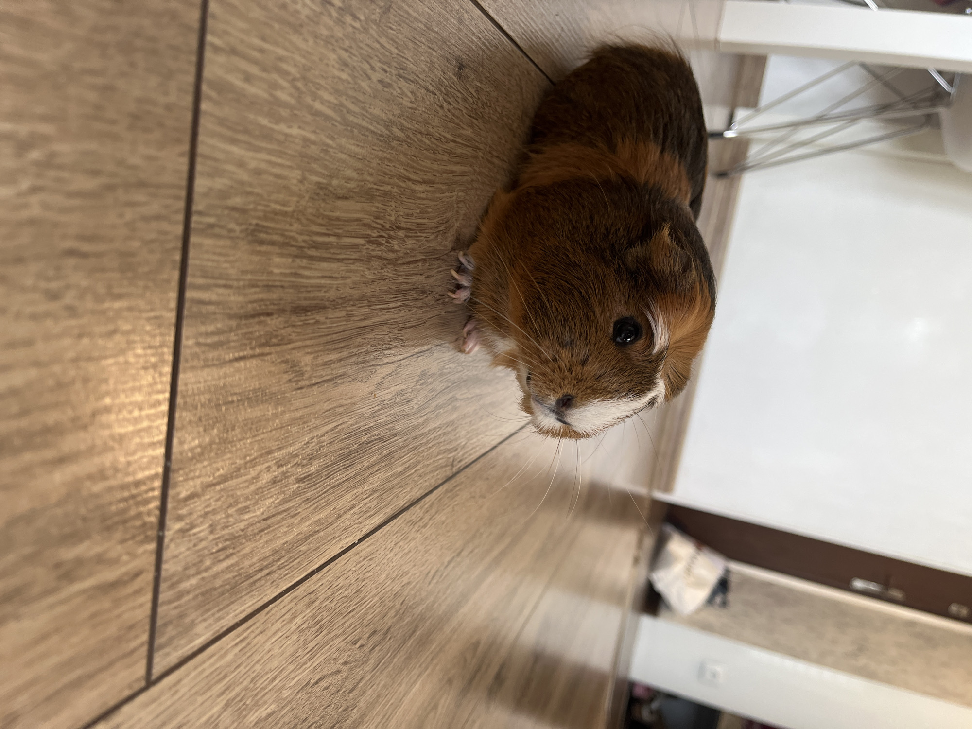 An American Guinea Pig sits on a wooden floor. The guinea pig is brown and white with a white stripe down its nose. Its eyes are black and it has long white whiskers. The floor is made of light brown wooden planks with a visible grain pattern. In the background, a white wall and a dark brown door are visible. The lighting appears to be indoor ambient light. The image is taken from a low angle, close to the floor.