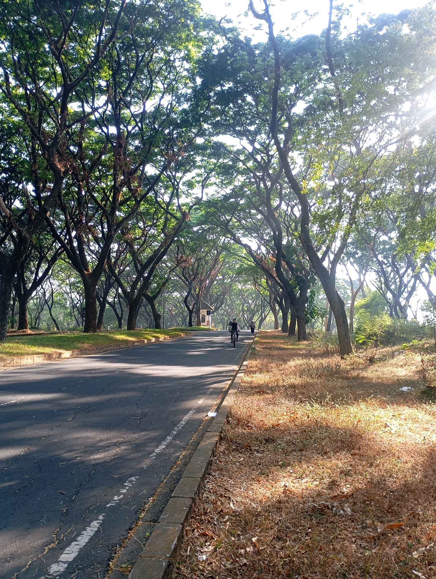 A paved road curves through a park-like setting lined with tall trees with dense canopies that create a natural archway. Sunlight filters through the leaves, casting dappled shadows on the road and the dry, brown grass and fallen leaves on the side. A cyclist is moving away from the camera on the left side of the road. In the distance, a small, white, kiosk-like structure with a dark roof is visible on the right side of the road. The scene appears to be a public space designed for recreation or transit within a verdant environment.
