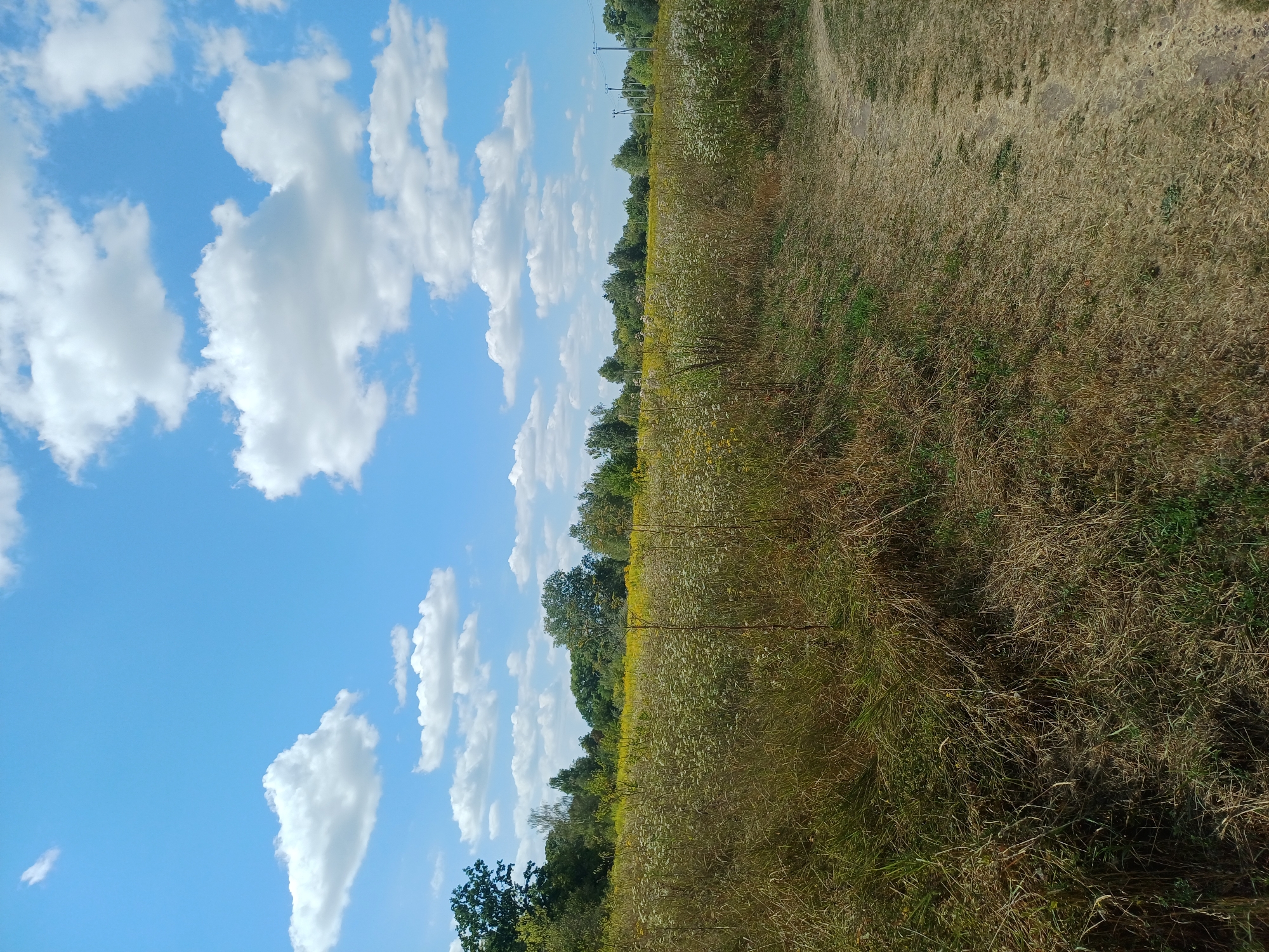 This image depicts a rural landscape under a bright blue sky with scattered white clouds. The foreground features a dry, grassy path on the right, bordering an overgrown field of tall, dry grass and wildflowers. In the middle ground, a dense line of trees marks the edge of the field, with a mix of deciduous trees and some thinner, lighter-colored trees visible. The background shows a further line of trees, suggesting a wooded area beyond the fields. Electrical poles with wires are visible on the far right of the frame, indicating the presence of infrastructure. The scene is likely located in the vicinity of Sulymivka, Ukraine, given the natural, agrarian setting and the characteristic flora. There are no people or animals present in the image.