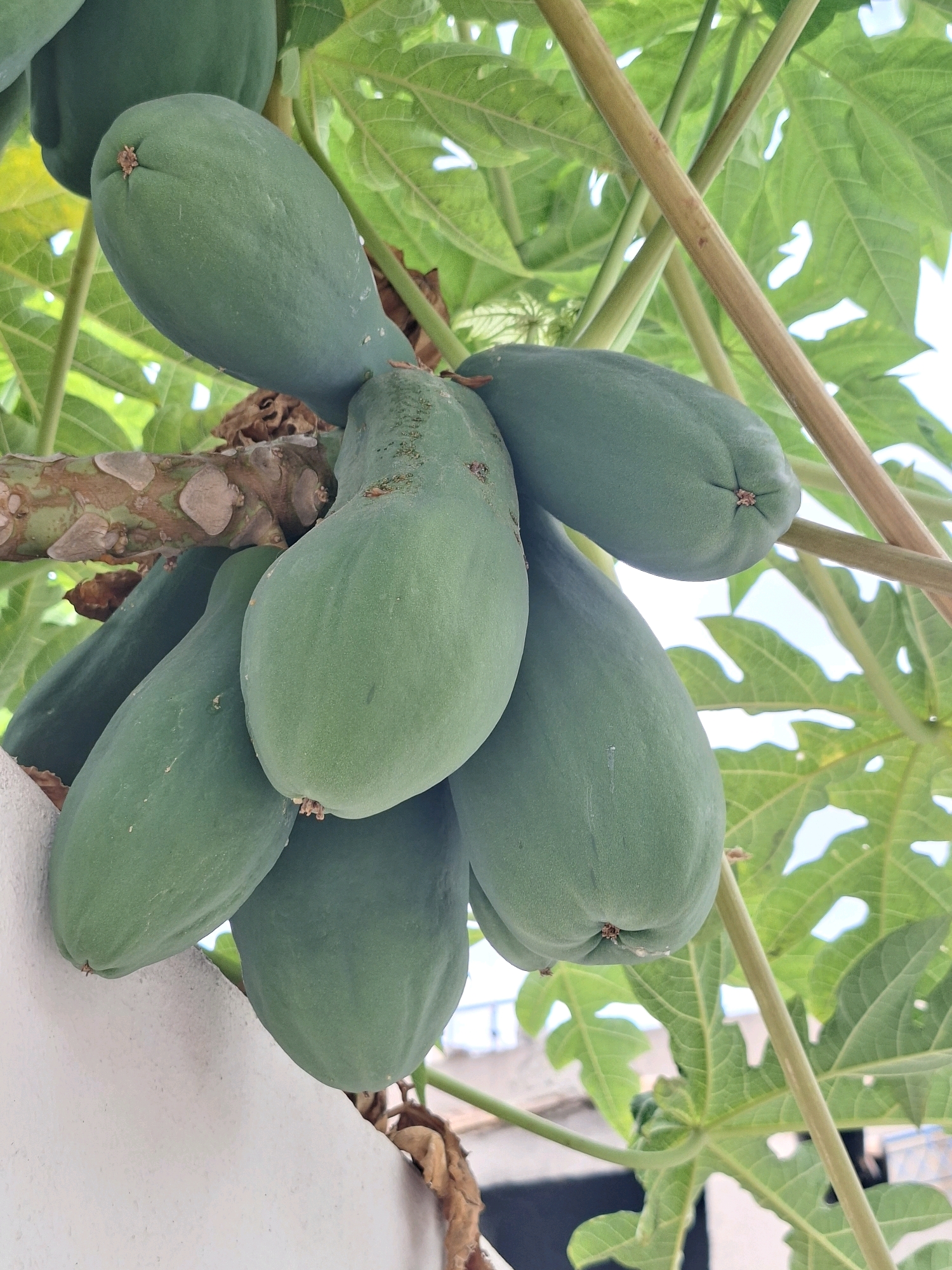 A close-up, low-angle shot captures a cluster of green papayas hanging from a tree branch, with papaya leaves and thin branches visible in the background. The papayas are elongated and uniformly green, with some showing small brown marks. The thick, woody branch they are attached to has rough, textured bark with lighter-colored scars. The background consists of blurred green foliage and a bright, overcast sky. The scene appears to be outdoors, likely in a garden or orchard.
