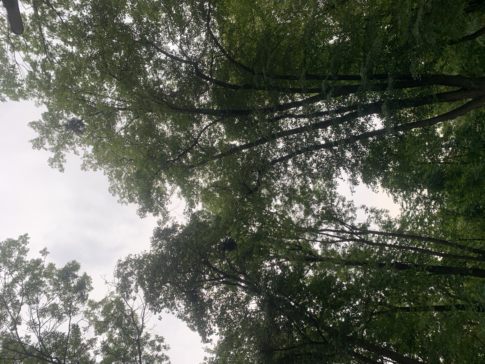 This is a low-angle shot looking up at the dense canopy of trees against an overcast sky. The image was taken in Lviv, Ukraine. The trees are lush with green foliage, obscuring much of the sky. The overall impression is one of being immersed in a dense forest or parkland. No people, animals, or man-made structures are visible. The scene is static and depicts a natural environment.
