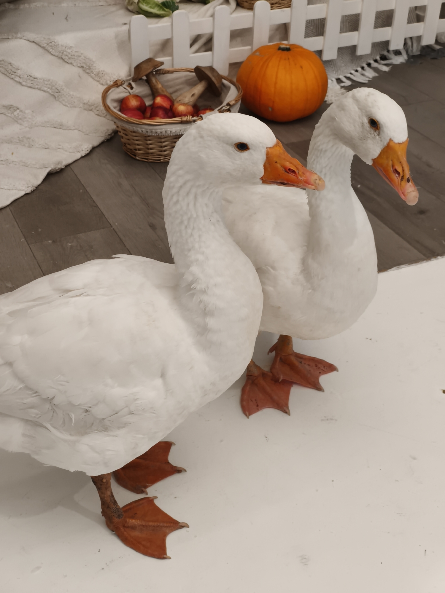 Two white geese with orange beaks and feet are standing on a white surface. The goose in the foreground is on the left, and the goose behind it is on the right. The geese are facing away from the camera, looking to the right. In the background, there is a woven basket filled with red apples and mushrooms, a small orange pumpkin, and a white picket fence. The floor in the background appears to be made of wooden planks. The overall setting suggests an autumnal or harvest theme. This scene does not appear to be located in Tallinn, Estonia; the elements present are not specific to any particular city.