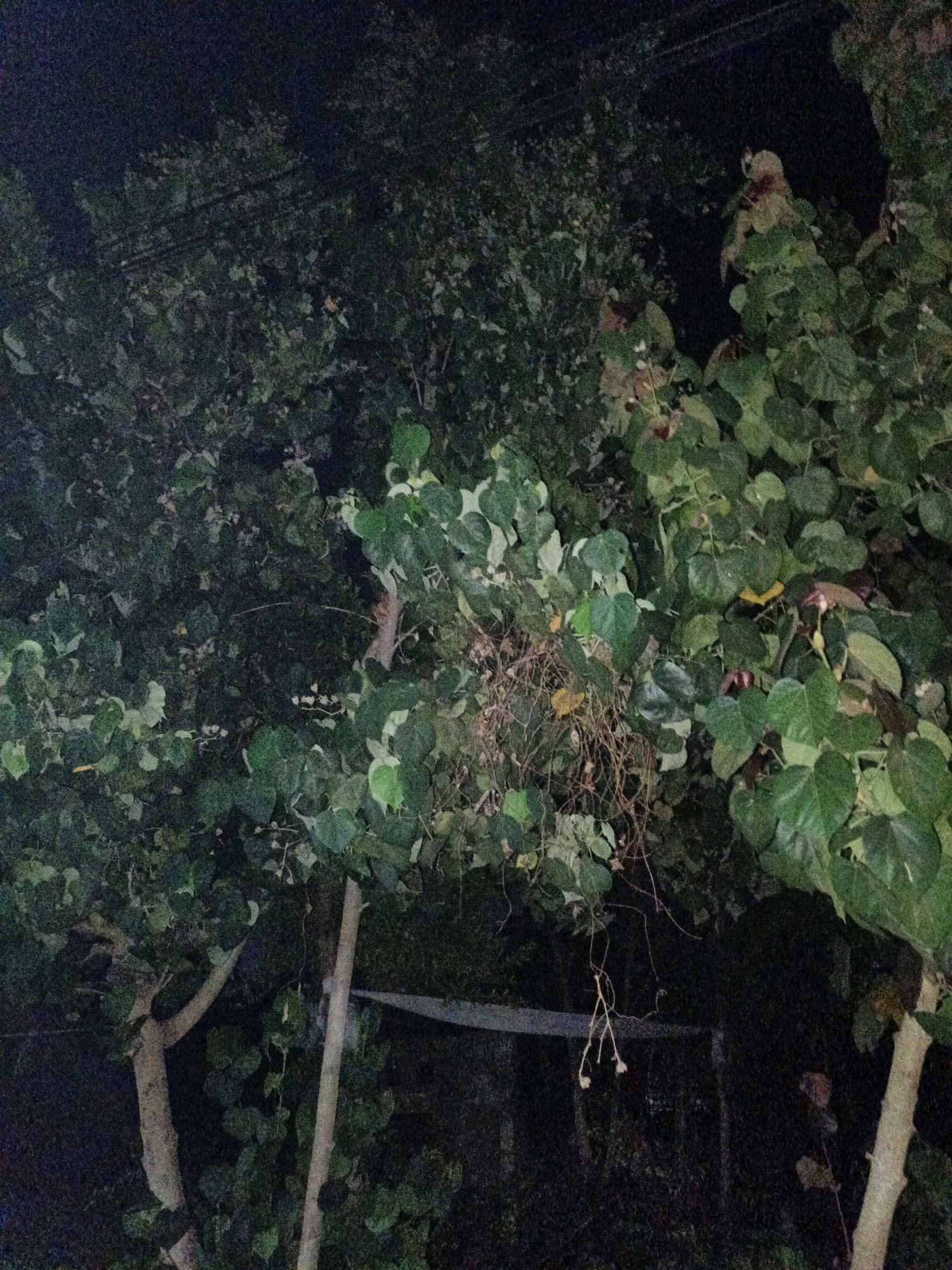 The image depicts a densely foliated tree at night, with some branches and trunks visible. The lighting suggests it is artificial, casting shadows and highlighting the green leaves. There are no discernible people or clear actions taking place. The setting appears to be outdoors, potentially a residential area or a garden, given the presence of what looks like a fence in the background. The overall atmosphere is dark and somewhat obscured by the foliage. The location in Cikal, Indonesia is not visually indicated within the image itself.