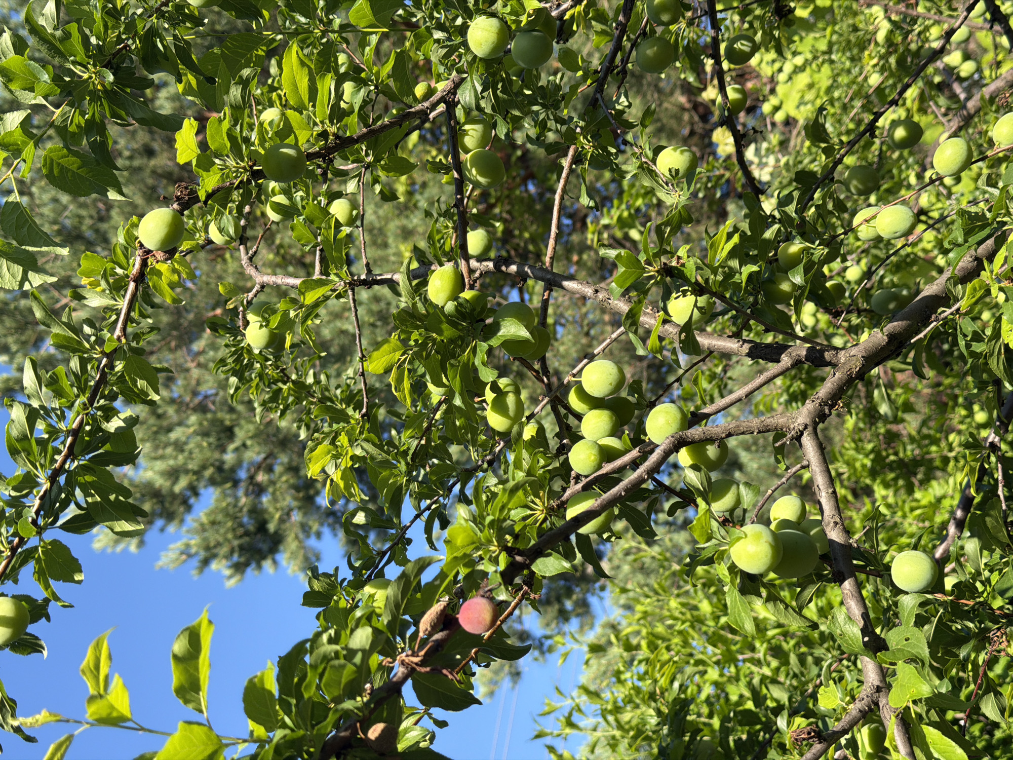 An outdoor, eye-level, medium shot captures a plum tree laden with green and one reddish-pink plum, set against a bright blue sky with scattered green foliage and a blurry pine tree in the background. The image appears to be taken in the city of Obukhivka, Ukraine, on a sunny day. The branches of the plum tree are rough and dark, supporting numerous green, round plums and a few leaves. The lighting suggests daylight. There are no people visible in the image.