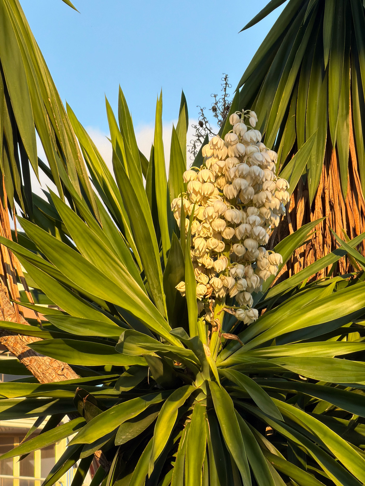 In Salou, Spain, a yucca plant stands tall with a cluster of creamy white bell-shaped flowers blooming from its center. The plant's long, sword-like green leaves fan out in a starburst pattern, some catching the warm, golden light of what appears to be late afternoon. In the background, a clear blue sky is visible with hints of white clouds. The rough, brown bark of the plant's trunk is also visible, adding texture to the scene. The lighting suggests an outdoor setting, possibly a garden or public space in the city.