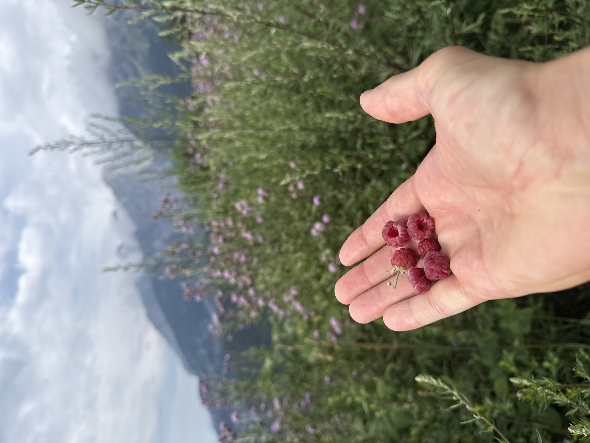 A first-person perspective shot shows a hand holding a small cluster of red raspberries. The hand is open with the palm facing upwards, and the raspberries are resting on the fingers and palm. The background is a lush green meadow filled with tall grasses and small purple flowers. In the distance, a mountain range with misty peaks is visible under a cloudy sky. The image captures a moment of foraging for fresh fruit in a natural, mountainous landscape.