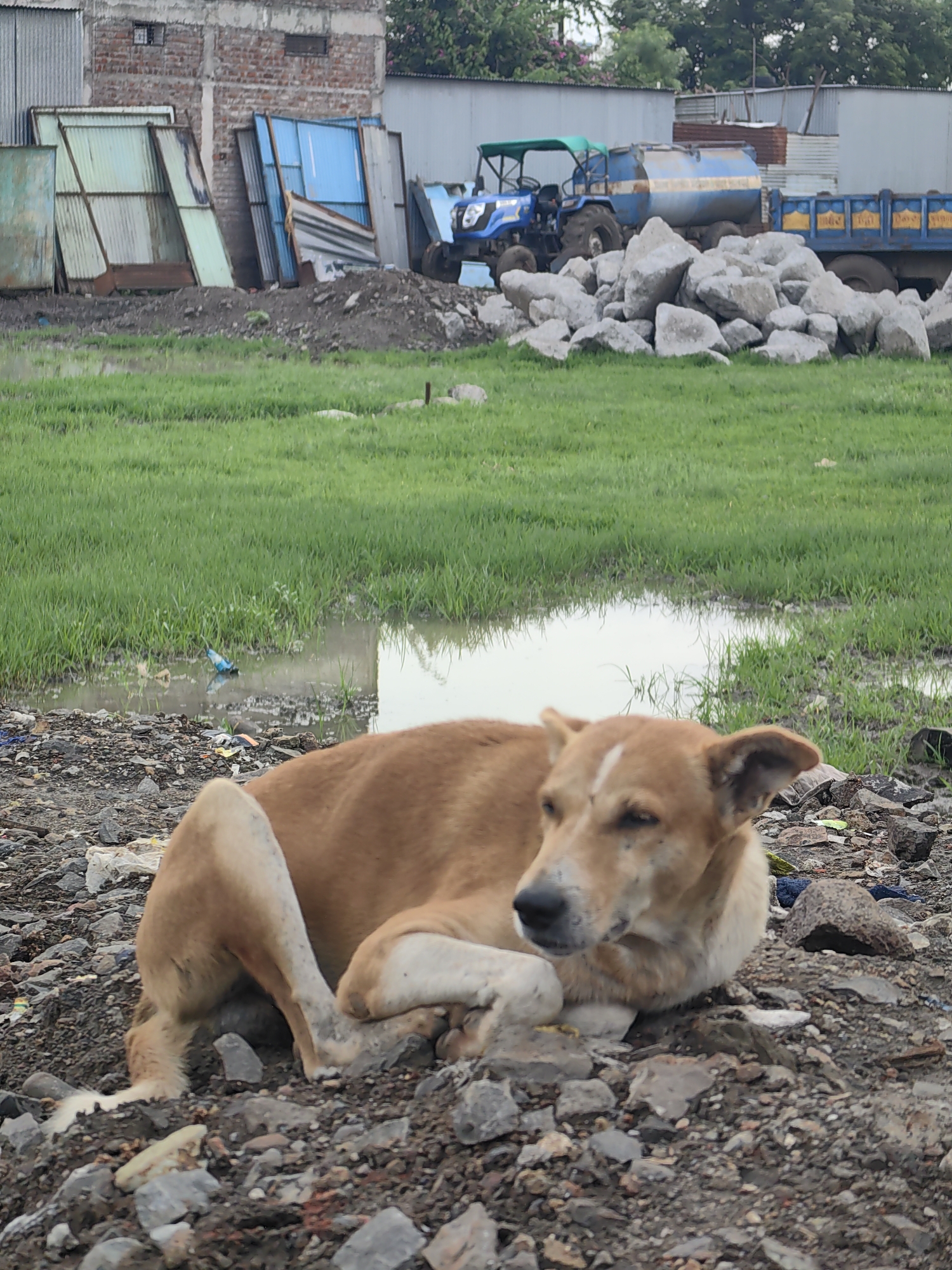 A medium shot captures a tan-colored dog resting on a rocky, debris-strewn ground in Padli, India. The dog is lying down with its head turned to the right, its eyes are open and it appears to be looking at something off-camera. Its ears are perked up slightly. The ground is covered with a mixture of soil, stones, and small pieces of refuse, including some white plastic and crumpled paper.
In the middle ground, a patch of vibrant green grass is visible, with a shallow body of water reflecting the overcast sky. A blue plastic bottle floats in the water. Further back, a blue tractor with a green canopy is parked next to a large trailer filled with water. Behind the tractor and trailer are several piles of large, gray stones. The background includes a rough brick building and corrugated metal structures, suggesting an industrial or construction area. The overall scene depicts a somewhat neglected urban or semi-urban environment.