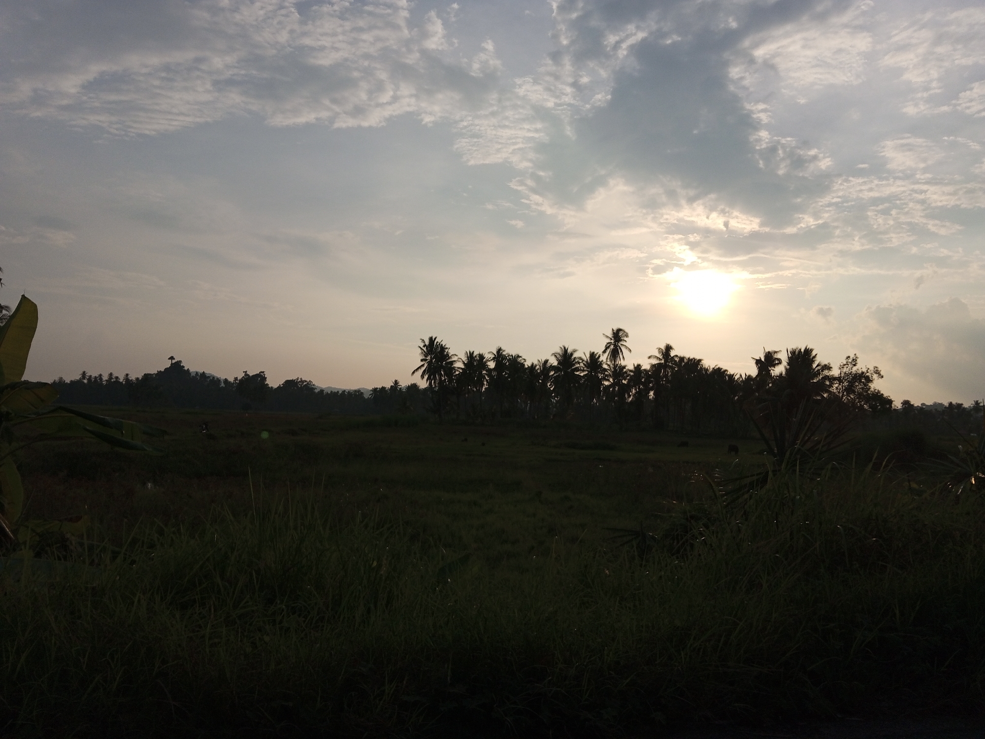 The image depicts a serene landscape at sunrise in Blang Mee, Indonesia. The sun, a bright orb with a soft halo, is positioned in the upper right quadrant of the sky, casting a warm, diffused light across the scene. Wispy clouds, illuminated by the sun's rays, stretch across a pale sky, creating a sense of depth and atmosphere.
In the middle ground, a line of silhouetted palm trees forms a distinct horizon, separating the sky from the earth. Beyond the palms, rolling hills are faintly visible, their shapes softened by the early morning light. The foreground is dominated by tall, dark green grass, which appears to be in a field or meadow. This grass is dense and somewhat obscures the land behind it.
The overall impression is one of tranquility and natural beauty. The low angle of the sun suggests it is early morning, and the absence of any people or artificial structures contributes to the feeling of a peaceful, untouched natural environment. The image captures a moment of quietude in the Indonesian countryside.