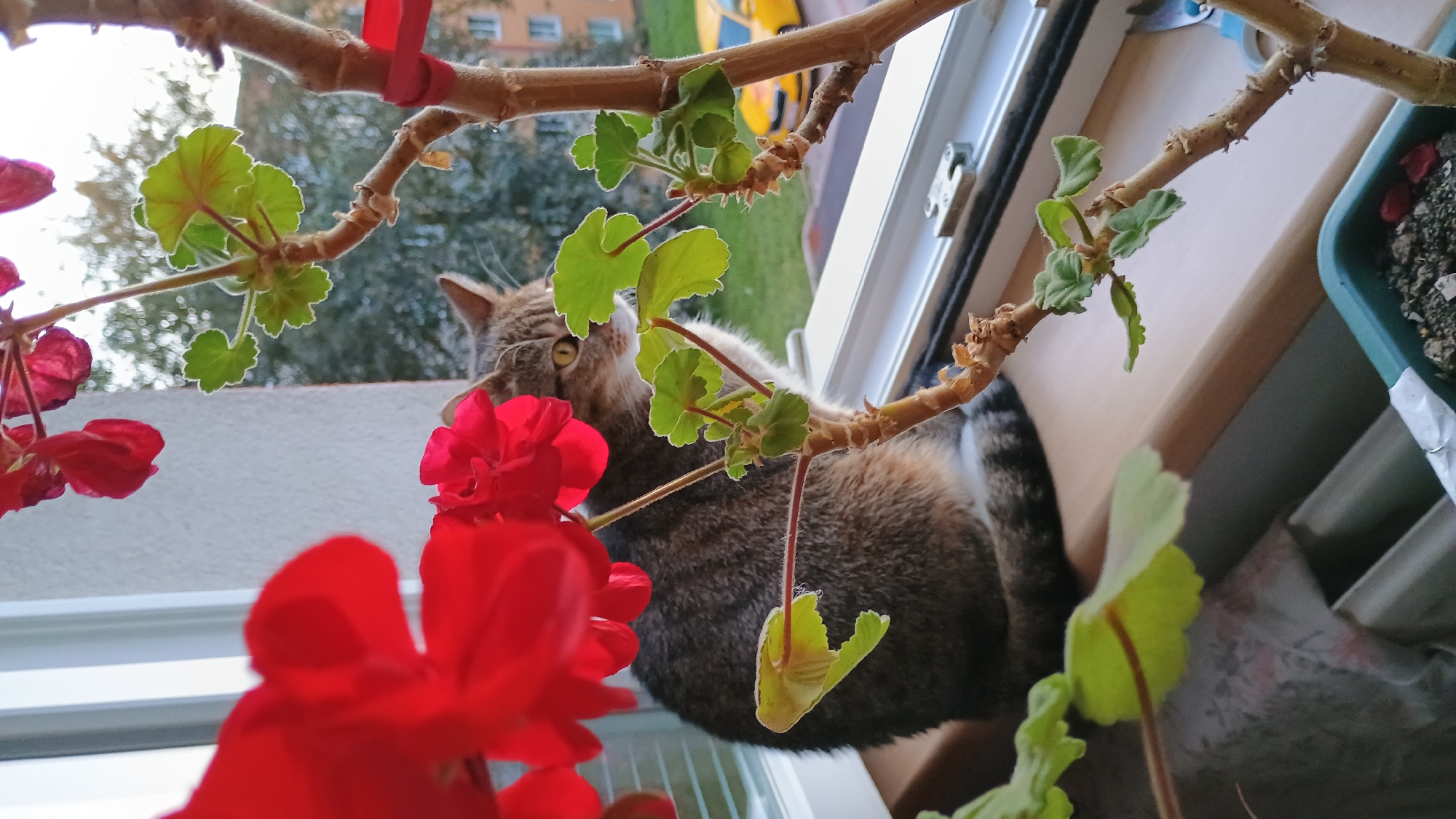 A tabby cat sits on a windowsill, looking to its right, with red flowers in the foreground. Through the window, a yellow car is visible on a street, with a building in the background. The scene appears to be in Sokolov, Czechia.