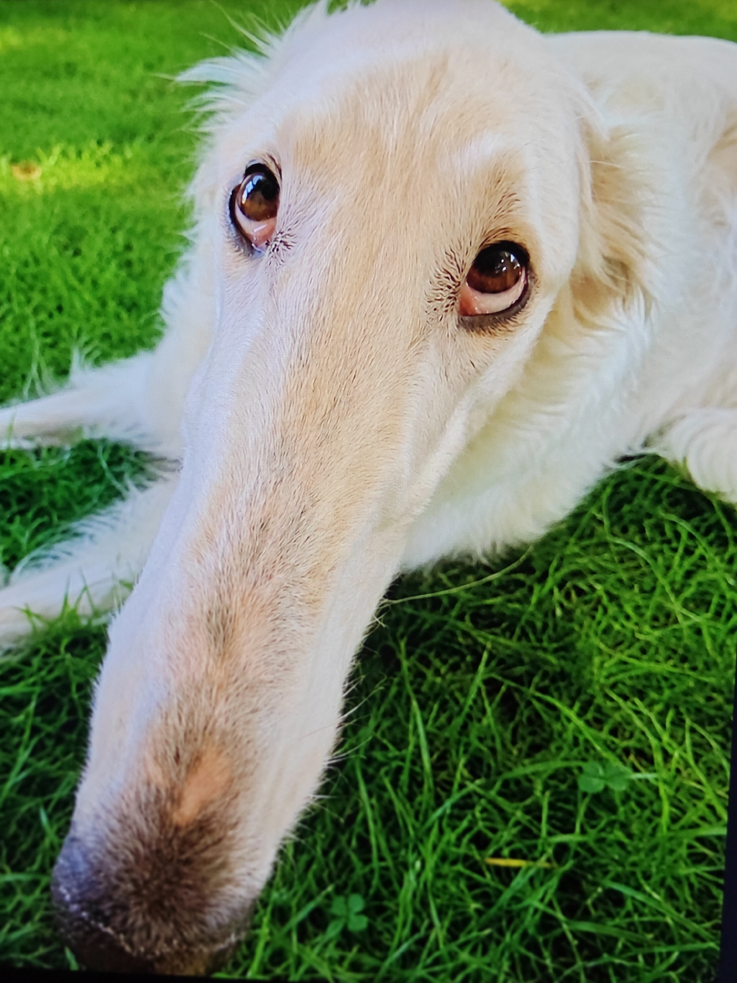 A close-up shot of a white Borzoi dog lying on bright green grass. The dog's head is angled towards the camera, with its long snout extending out of frame. Its eyes are dark brown and appear alert. The dog's fur is light-colored with some subtle shading. The grass is lush and detailed, with a few clover leaves visible. The lighting is natural, suggesting an outdoor setting. There are no people or other animals present. The scene is tranquil and focused entirely on the dog.