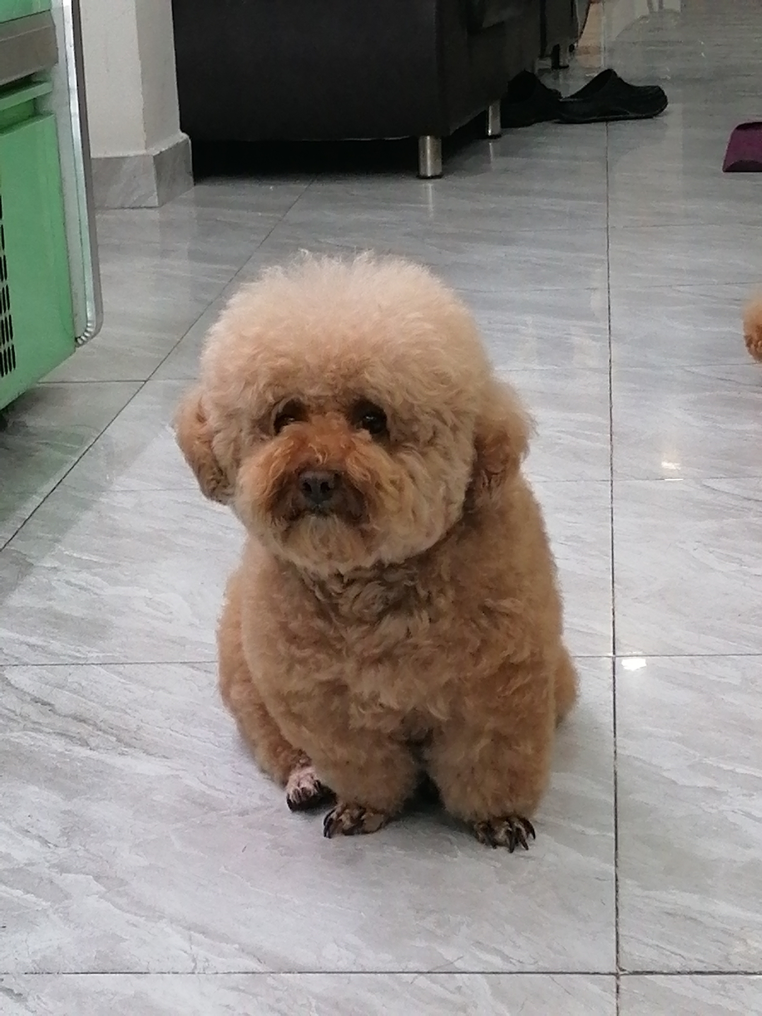 A small, light brown poodle sits on a tiled floor. The poodle is facing the camera with its head slightly tilted to the left. Its fur is fluffy and appears to be groomed in a rounded style. The dog's eyes are dark and round, and its snout is short and dark.
The setting appears to be indoors, possibly a home or a pet grooming salon. The floor is made of large, light grey tiles with subtle patterns. In the background, to the left, a portion of a light green appliance with horizontal vents is visible. Further back, a dark-colored sofa or piece of furniture with metal legs is present. A pair of black slip-on shoes are on the floor near the furniture.
The lighting suggests it is daytime, with natural light illuminating the scene, creating reflections on the glossy tiles. The mood is calm and peaceful, with the dog appearing relaxed. There is no visible text in the image. The location context is Da Lat, Vietnam.