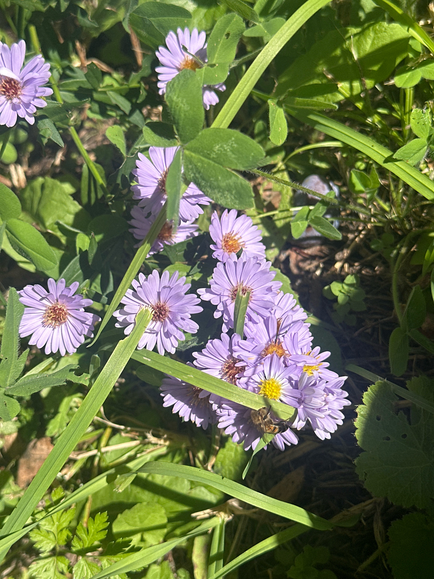 The image displays a close-up view of several light purple aster flowers with yellow centers, bathed in sunlight. A bee is actively pollinating one of the flowers, its body clearly visible against the petals. The flowers are surrounded by lush green foliage and blades of grass, with some areas of dappled shade. The scene appears to be an outdoor garden or natural setting. The specific location in Dilijan, Armenia, is not discernible from the visual information provided in the image.