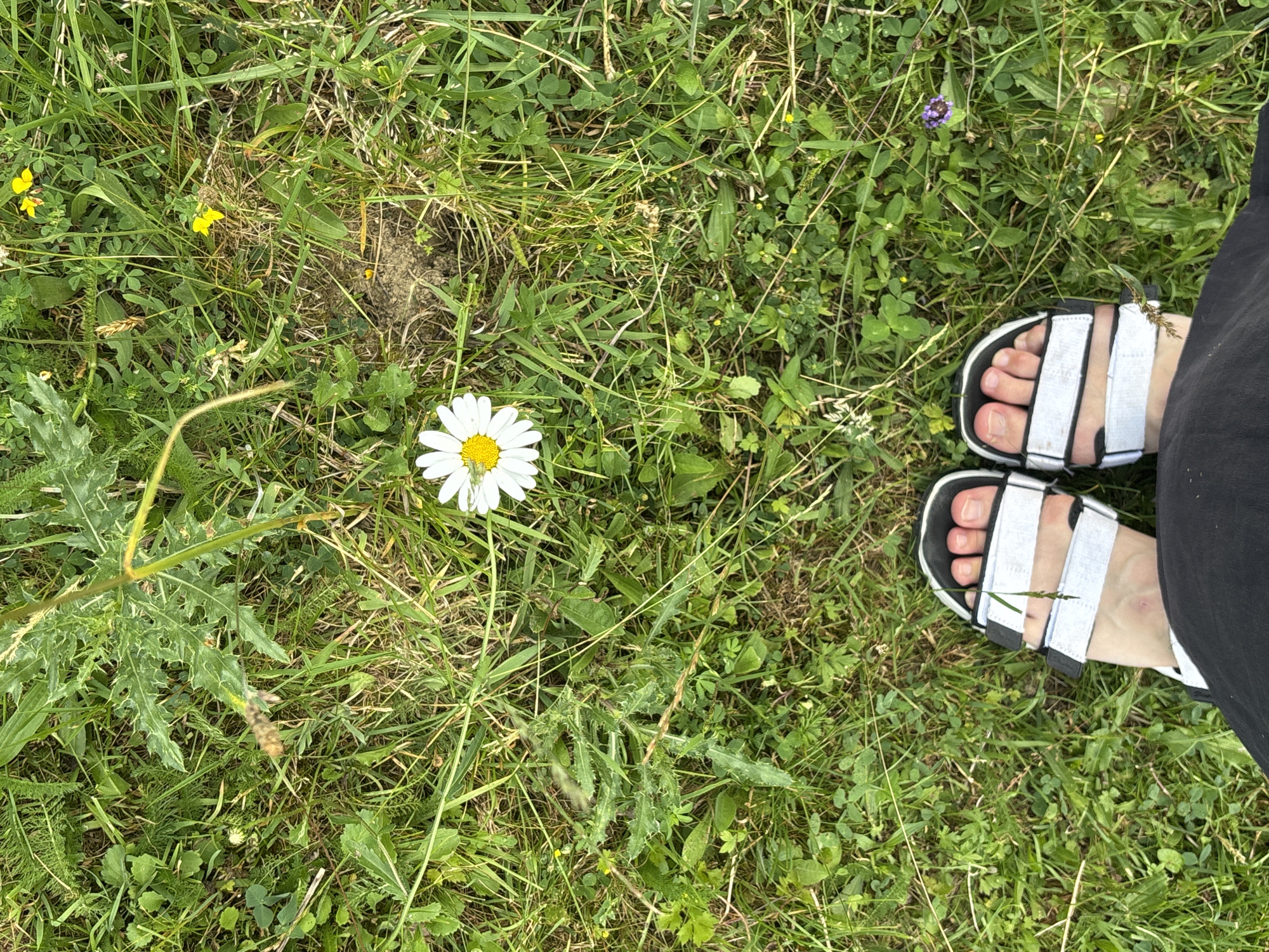 An overhead, full shot captures a person's feet wearing white and black sandals standing in a grassy field with a single daisy. The daisy is positioned centrally in the frame, with its white petals and yellow center clearly visible against the green grass. The person's feet are at the bottom of the frame, with their toes visible through the straps of the sandals. The ground is covered in lush green grass, with a variety of other plants and small yellow flowers interspersed throughout. A large, spiky plant with green leaves is visible in the upper left quadrant of the image. The overall impression is one of a natural, outdoor setting, likely in a field or meadow, with the city of Tatariv, Ukraine as the geographical context.