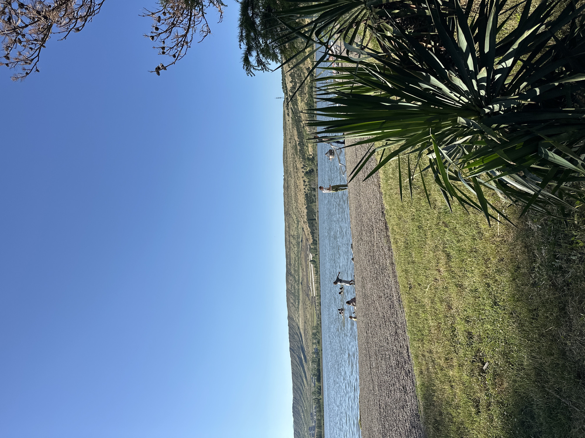 A tilted, wide-angle shot captures a serene lakeside scene under a clear blue sky, suggesting a bright, sunny day. In the foreground, the leaves of a large, spiky plant cast dappled shadows on the green grass and a gravel path. The lake stretches out, reflecting the blue sky, with a gentle ripple on its surface. Several ducks are visible swimming in the water. On the opposite shore, a tree-lined hillside slopes upwards, dotted with sparse vegetation. A person in casual clothing stands near the water's edge, seemingly observing the ducks or the scenery. In the distance, faint structures can be seen along the shoreline, hinting at human activity or infrastructure. The overall atmosphere is peaceful and idyllic, evoking a sense of calm and natural beauty. The image appears to be taken in Tbilisi, Georgia, a location known for its natural landscapes and recreational areas. No visible text is present in the image.