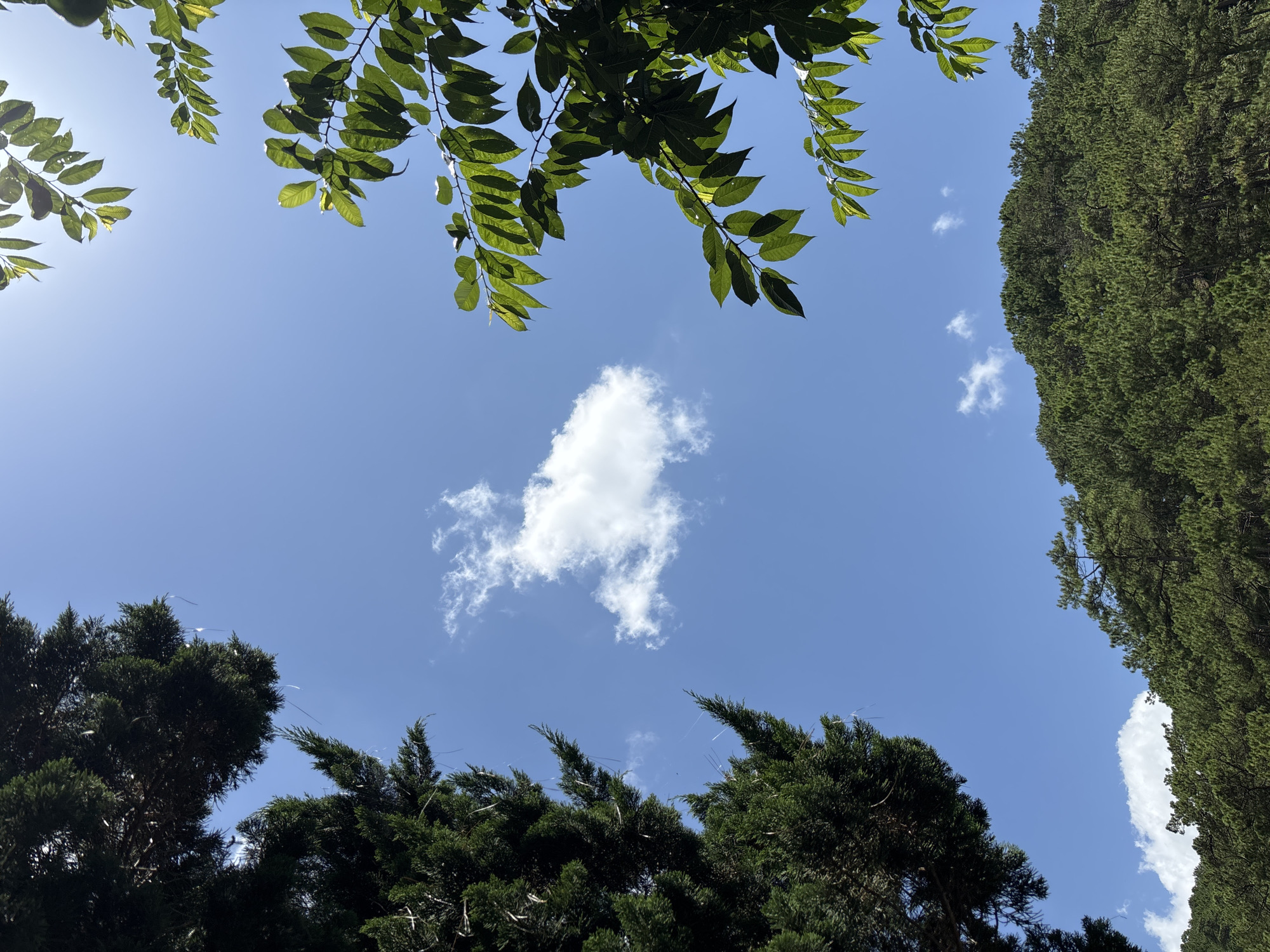 This is a low-angle shot of a clear blue sky with scattered clouds, framed by lush green foliage. The image appears to be taken from within a forest or park area. On the left side of the frame, dark green coniferous trees dominate, with their branches reaching towards the sky. On the right, lighter green deciduous tree branches with visible leaves are present, some catching the sunlight. In the foreground, a dense forest of pine trees covers a hillside. This scene is characteristic of the natural beauty found in the mountainous city of Da Lat, Vietnam, known for its pine forests and pleasant climate. No people or specific actions are depicted.