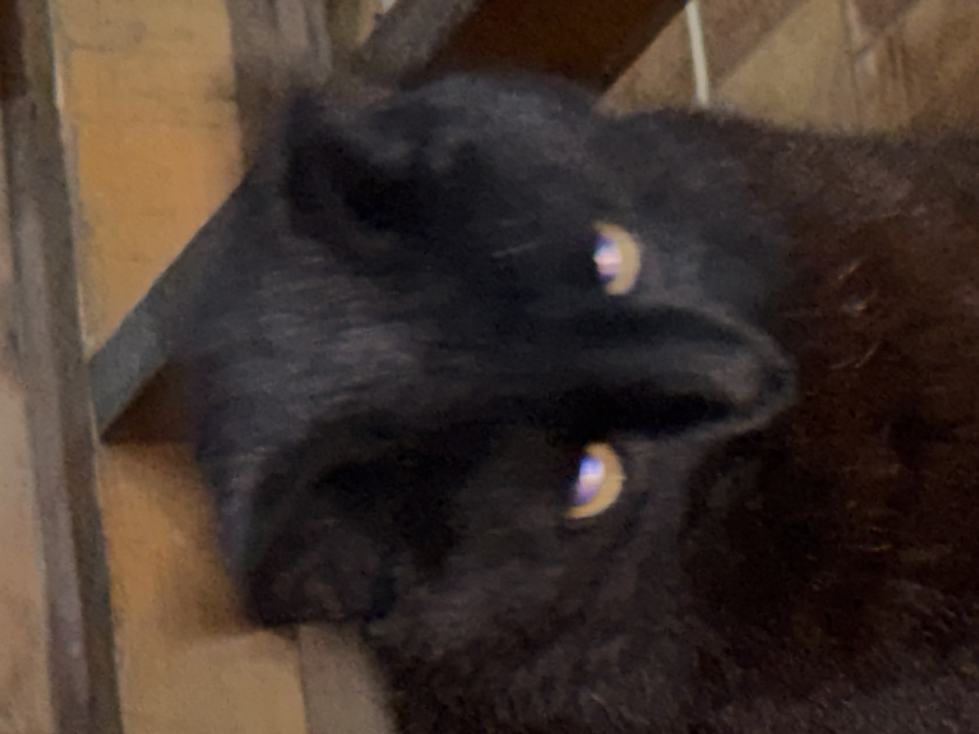A close-up, slightly blurry shot captures the face of a black cat, its eyes illuminated with a bright yellow and purple glow, possibly due to the camera's flash. The cat appears to be lying down, its fur soft and dark. Behind the cat, a wooden surface is visible, with a striped tiled floor in the foreground. The lighting is dim, casting shadows and highlighting the cat's striking eyes. The background suggests an indoor setting, possibly a home in Gudauta, Abkhazia.