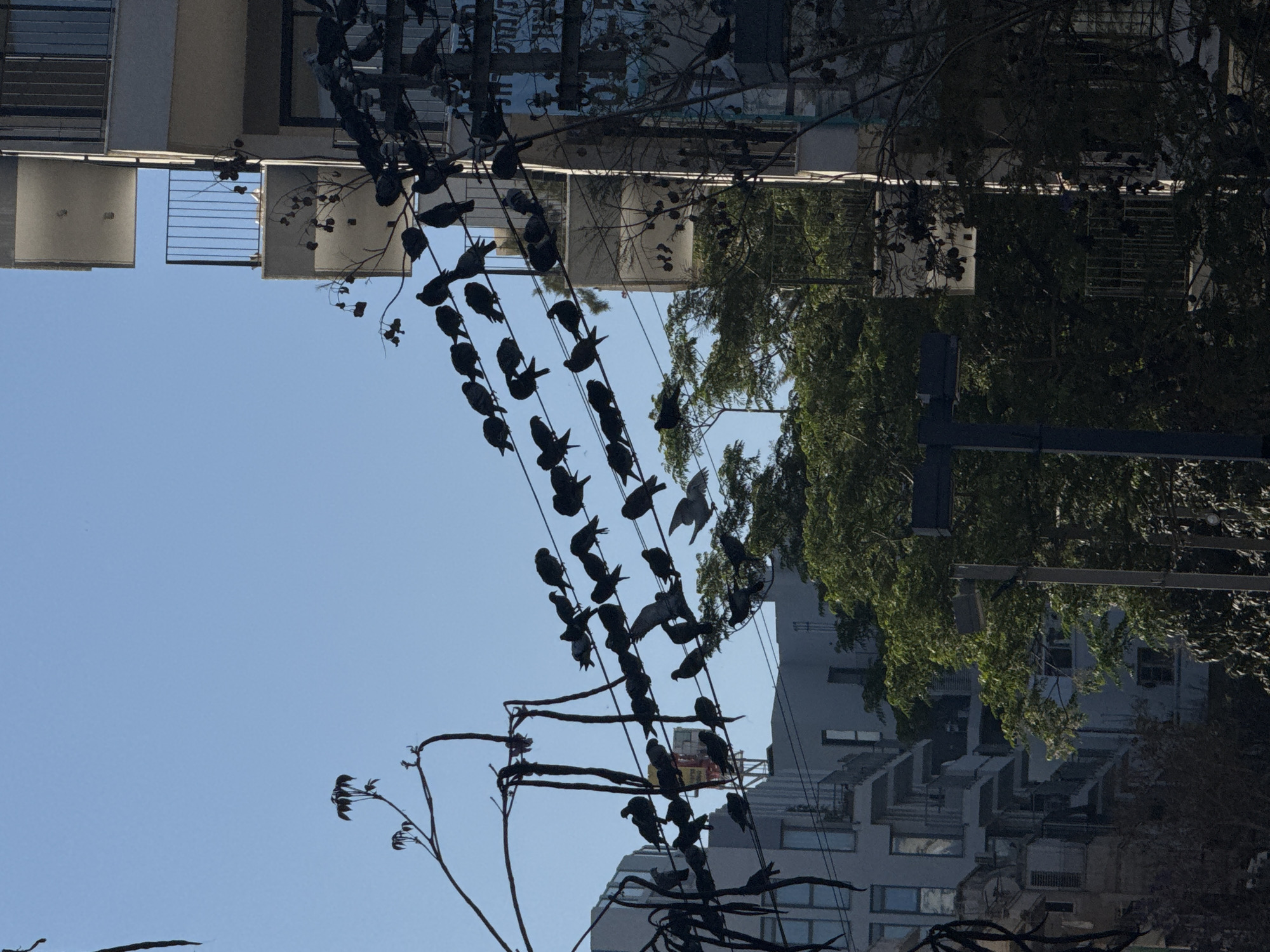 A low-angle shot shows a flock of birds perched on a web of overhead wires. The birds are silhouetted against a pale blue sky. Behind the wires, buildings with balconies and windows are visible, interspersed with trees. The scene depicts an urban environment, most likely located in Tel Aviv, Israel, given the style of architecture of the buildings.