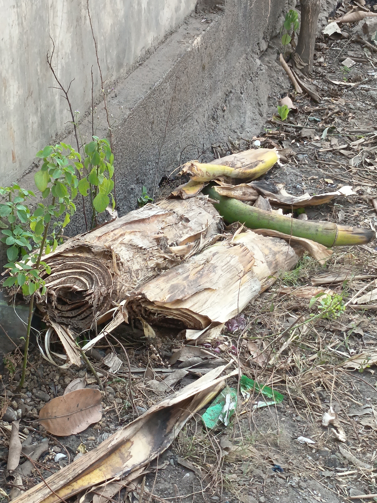 In Kandangjati Wetan, Indonesia, the image captures a ground-level view of debris near a concrete wall. The scene is cluttered with dry, decaying organic matter, including large sections of what appear to be dried banana stalks, some with visible fibrous layers. Scattered amongst the stalks are dry leaves, twigs, and small stones. A few small, green plants are growing, one cluster of vibrant green leaves emerging from near the base of the concrete wall. In the middle ground, a green, tubular object, possibly a piece of discarded produce or packaging, lies on the ground. The overall impression is one of neglect and natural decomposition in an outdoor urban setting.