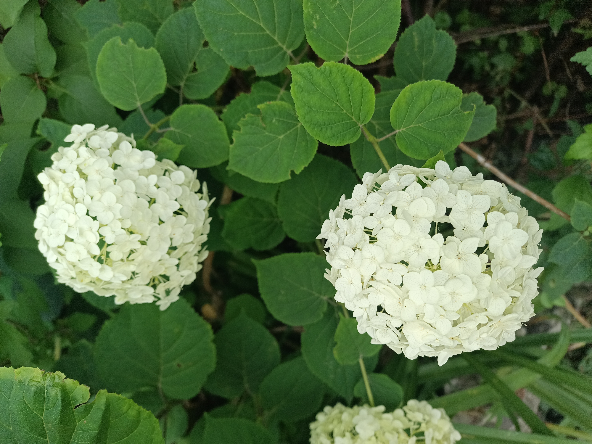 The image shows a close-up, overhead view of two white hydrangeas against a backdrop of lush green leaves. The hydrangeas are spherical and composed of numerous small, delicate white petals. Some of the leaves have serrated edges and appear to be slightly damaged. The overall setting is outdoors, suggesting a garden or natural environment. The image does not depict any people, animals, or man-made structures, nor does it provide any specific information about its location in Lviv, Ukraine.
