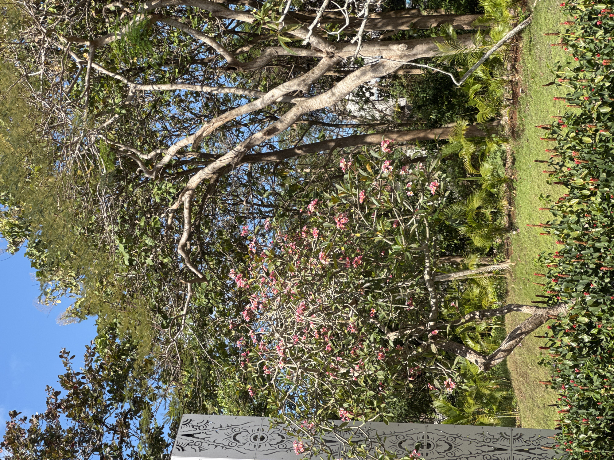 The image depicts a lush, sun-drenched outdoor scene in Kuta Selatan, Indonesia. In the foreground, a dense row of green bushes with prominent red flower spikes runs horizontally across the frame, suggesting a cultivated garden or park area. Behind this, a neatly mowed green lawn slopes gently upwards. A small, gnarled tree with delicate pink blossoms is centrally positioned on the lawn, its branches reaching towards a backdrop of dense foliage and mature trees with rough, textured bark. To the left, a tall, white rectangular pillar with intricate, etched decorative patterns stands prominently, partially obscured by the leaves of an overhanging tree. The background is filled with a variety of tropical trees and palm fronds, with the clear blue sky visible through the gaps in the canopy. The overall impression is one of a serene, tropical landscape, likely within a resort or well-maintained public space. There are no people or animals visible in the image.